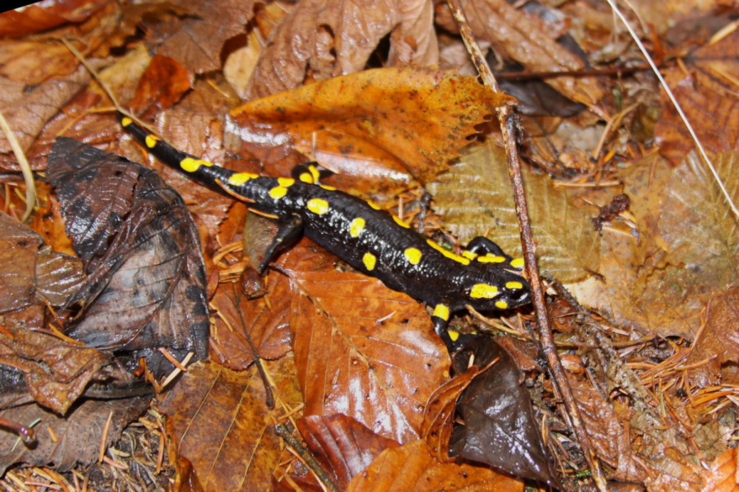 Močerad se je zbudil iz zimskega spanja