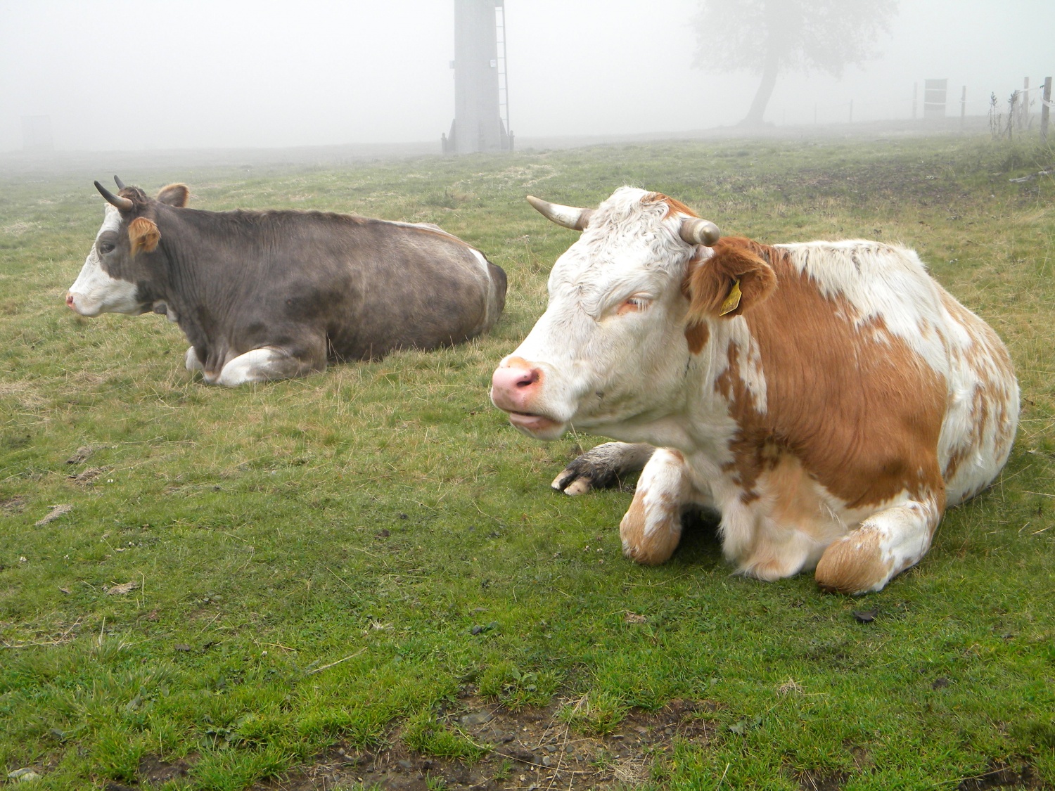 Kravi na pašniku počivata.