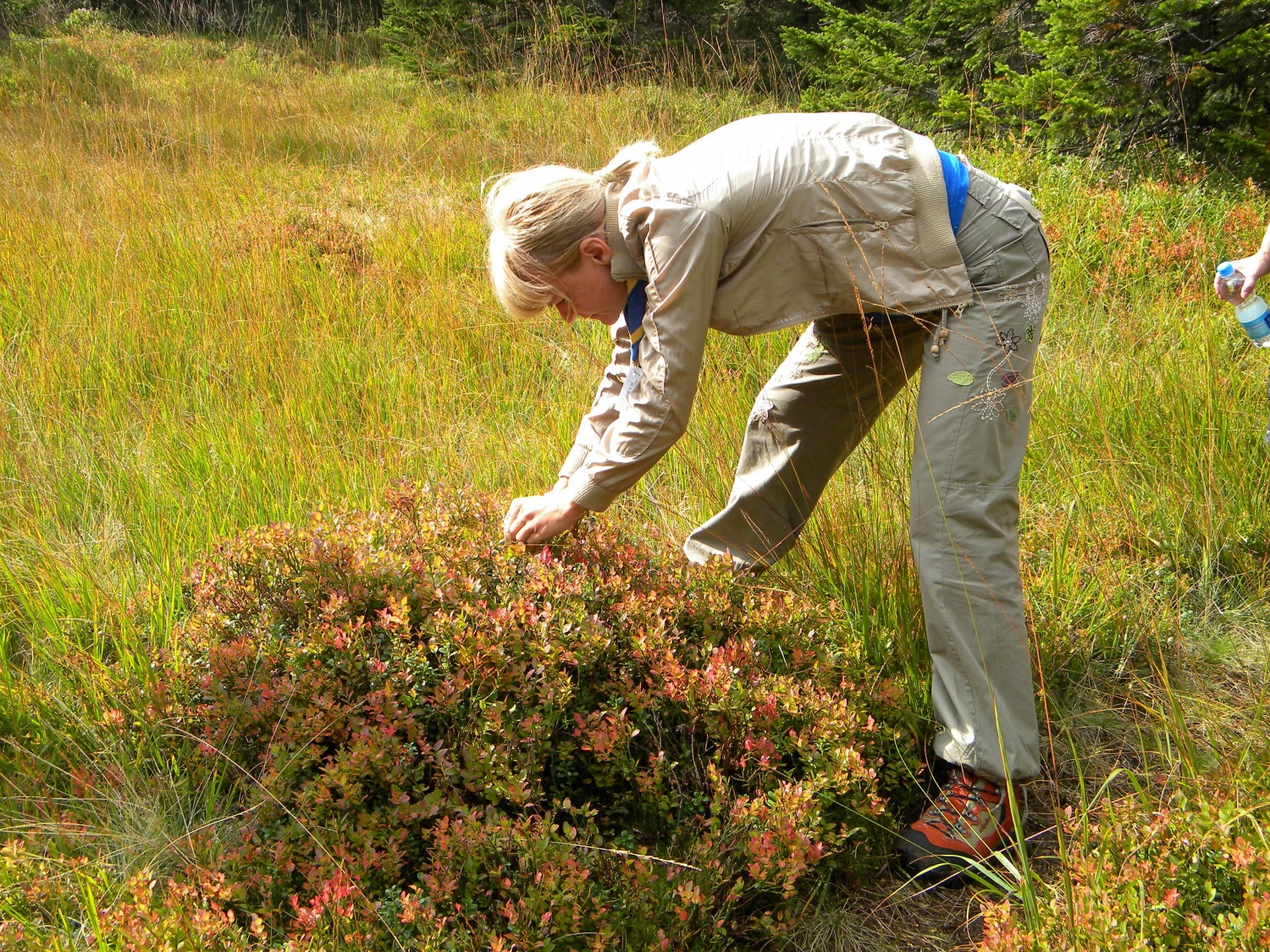 Sladkanje z zadnjimi borovnicami.