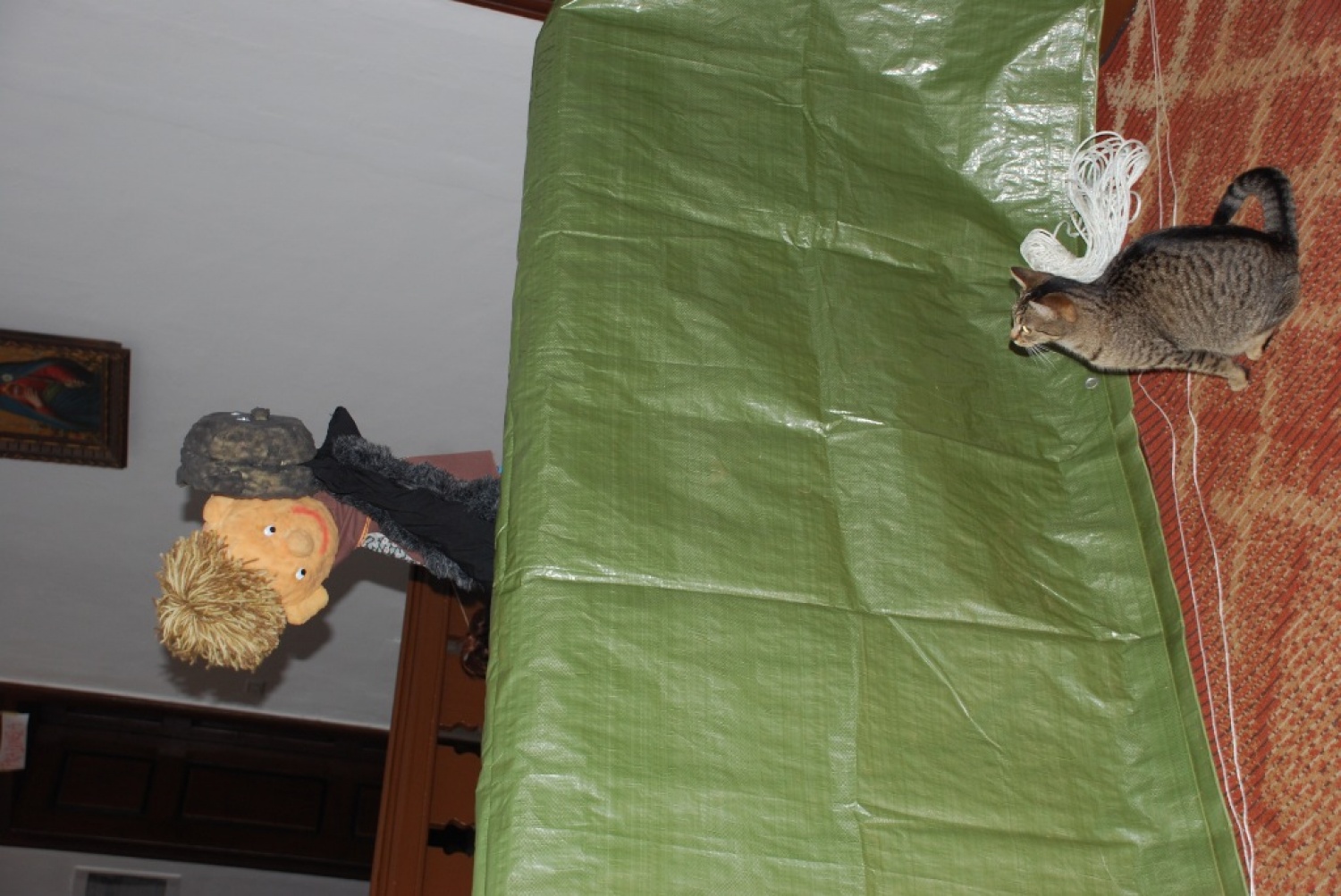 Mačka spremlja, kako je prišel strah v džunglo