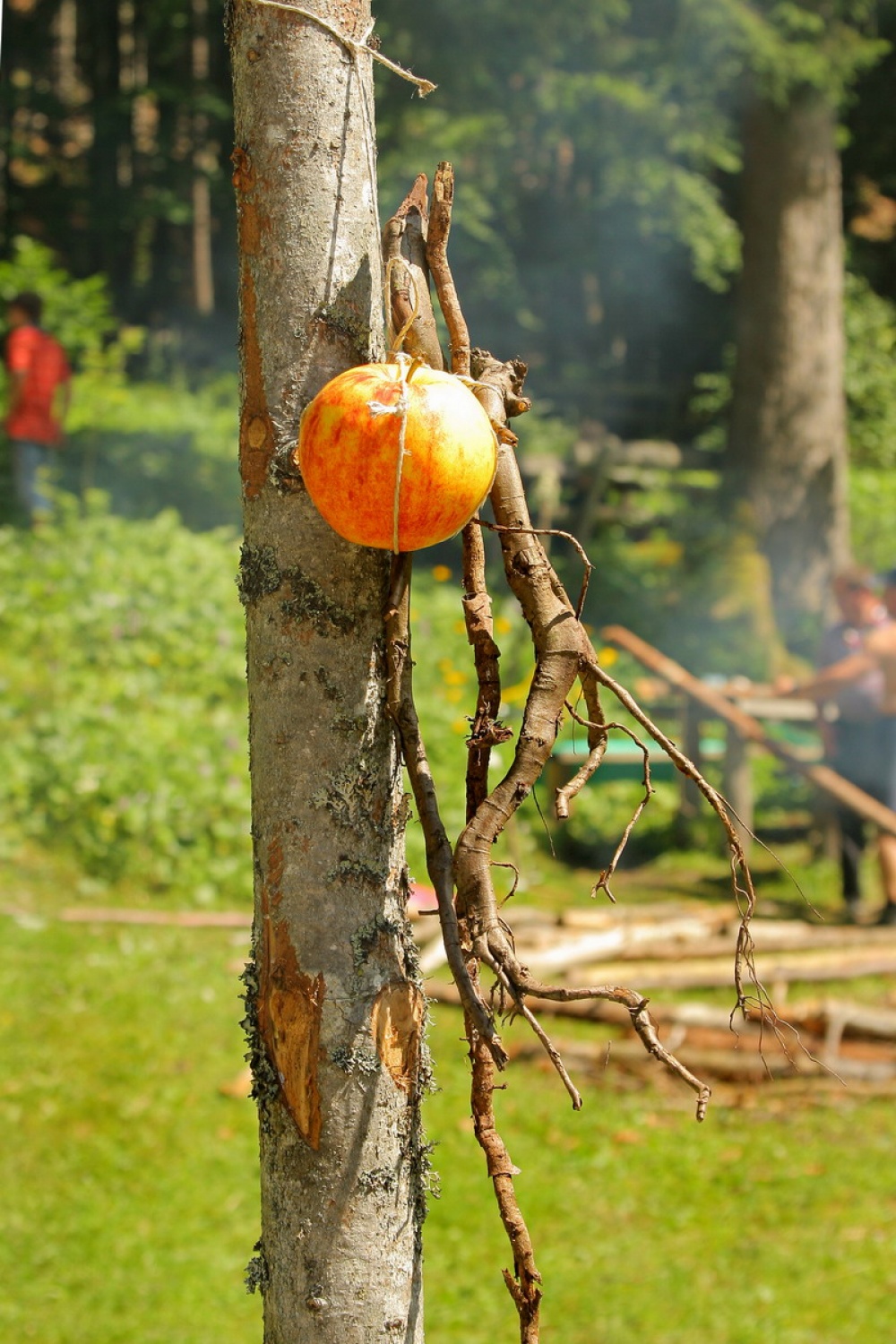 Iz korenin v plodove