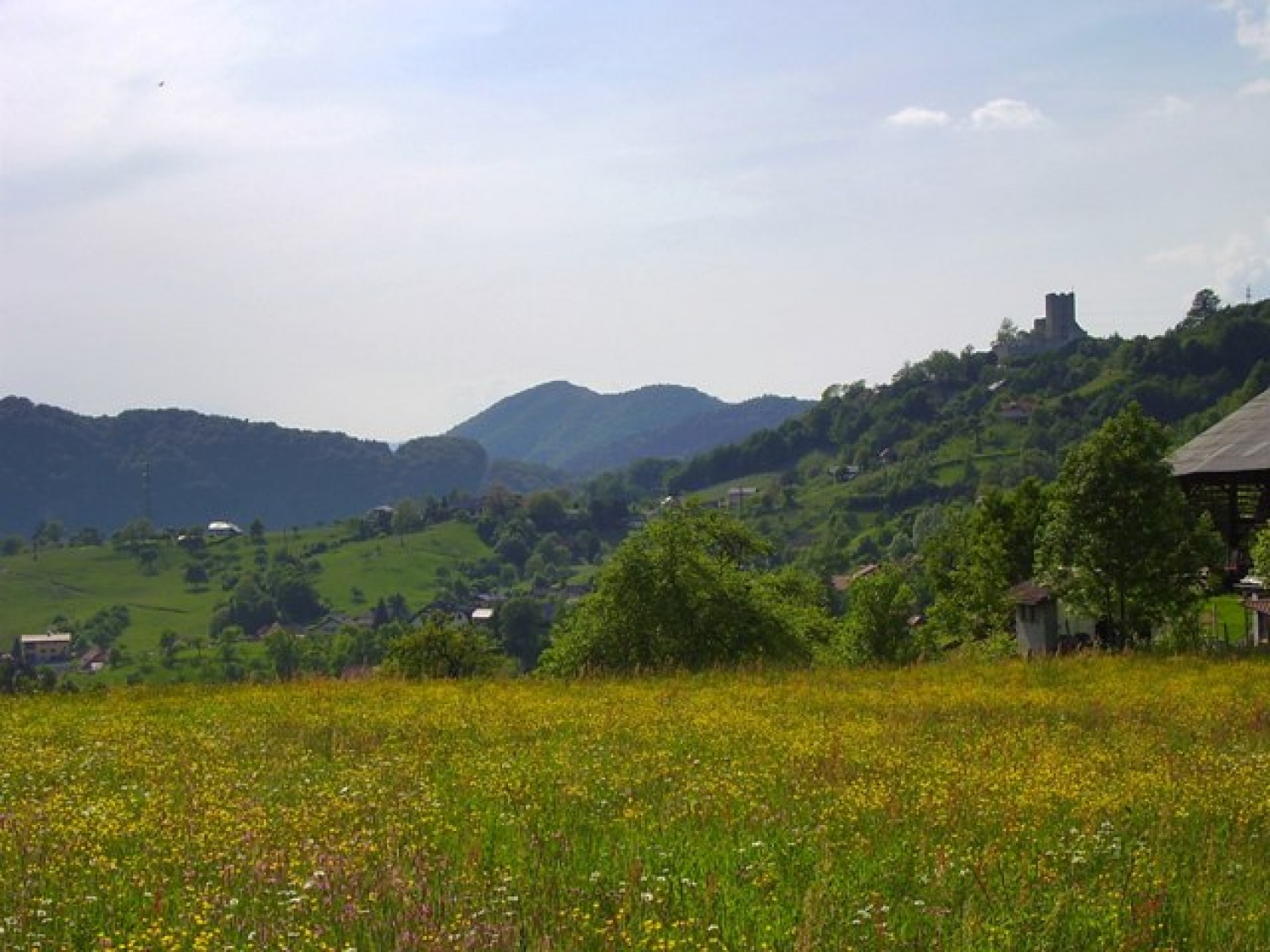 cvetoči travnik