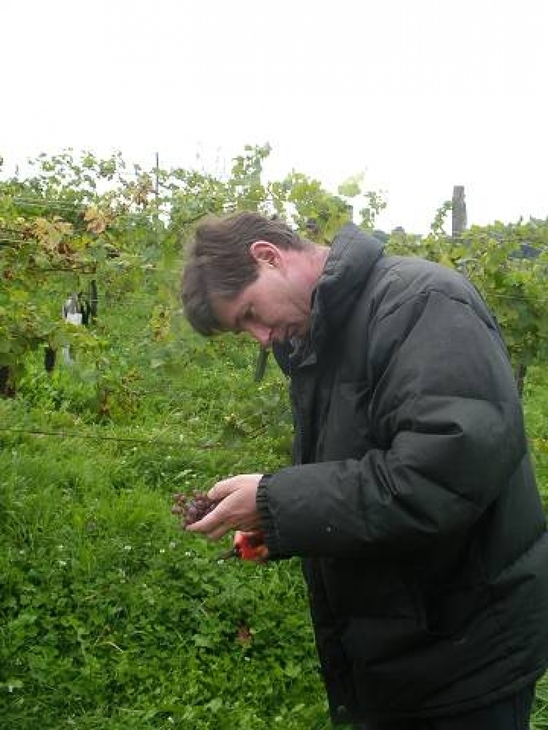 še ene pridne skavtske roke