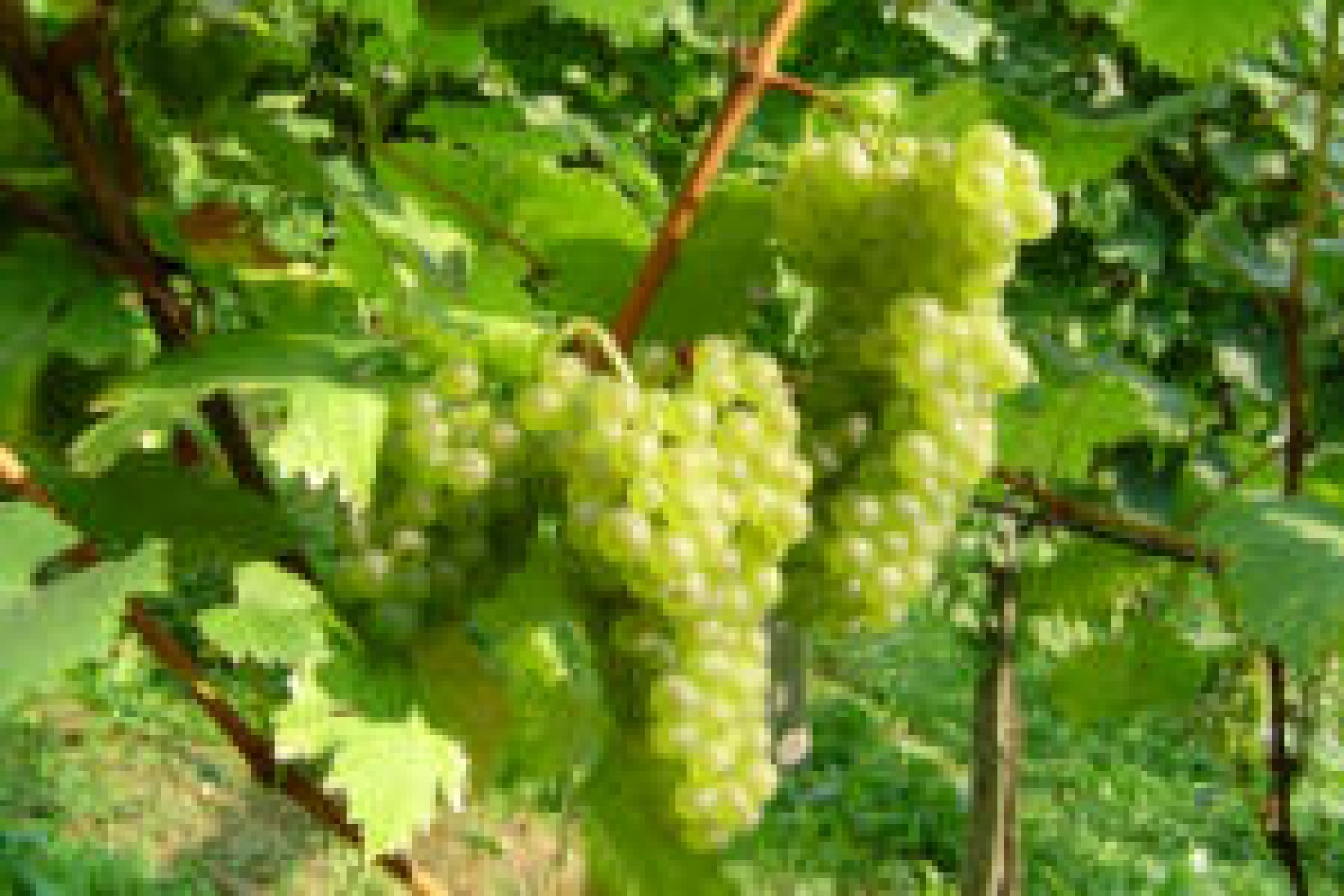 kakšni lepi grozdi!