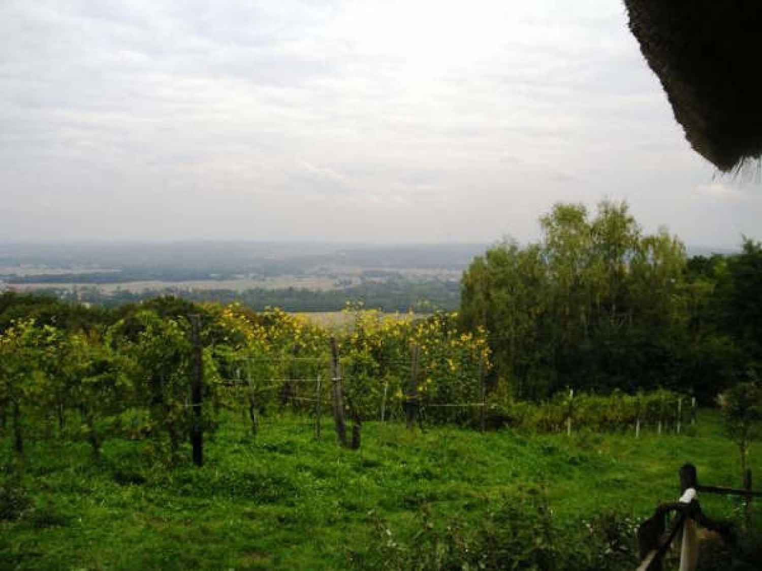 vinske gorice čakajo