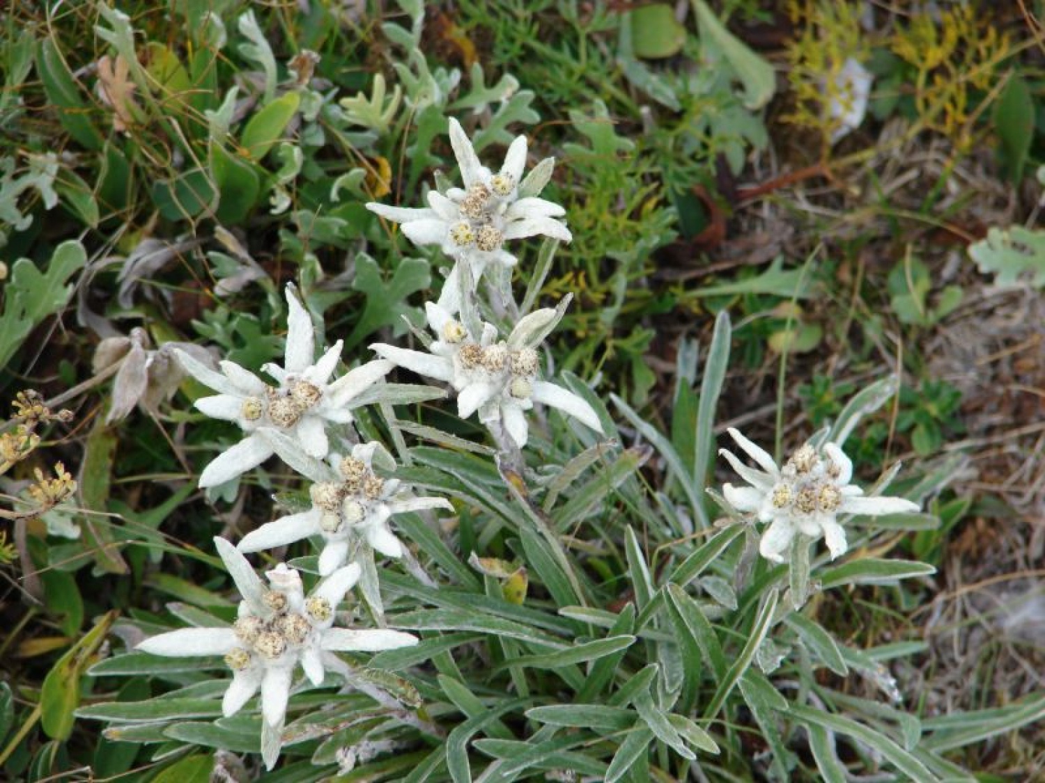 tudi planike spet cvetijo