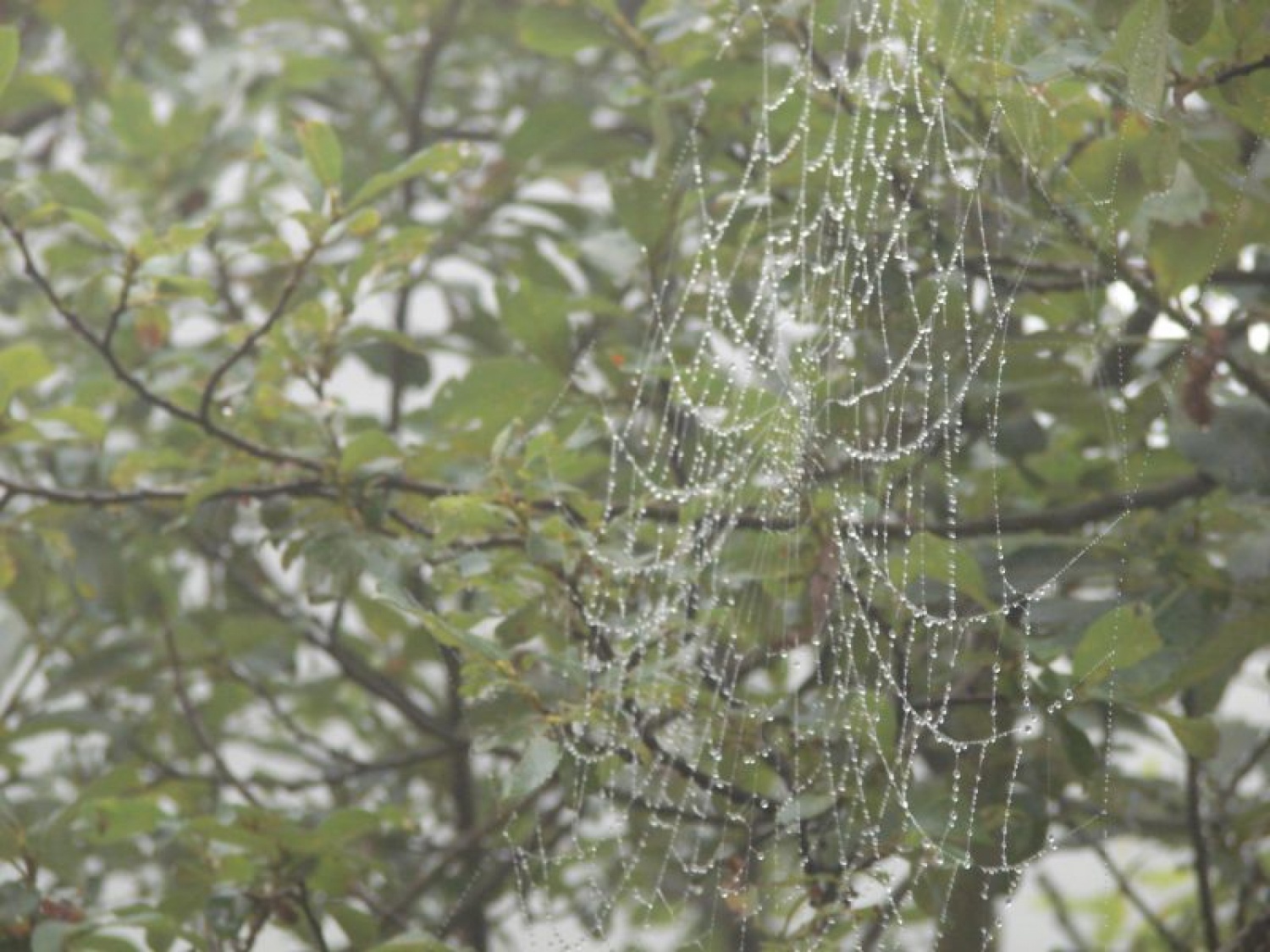 čudo pajkove umetnosti