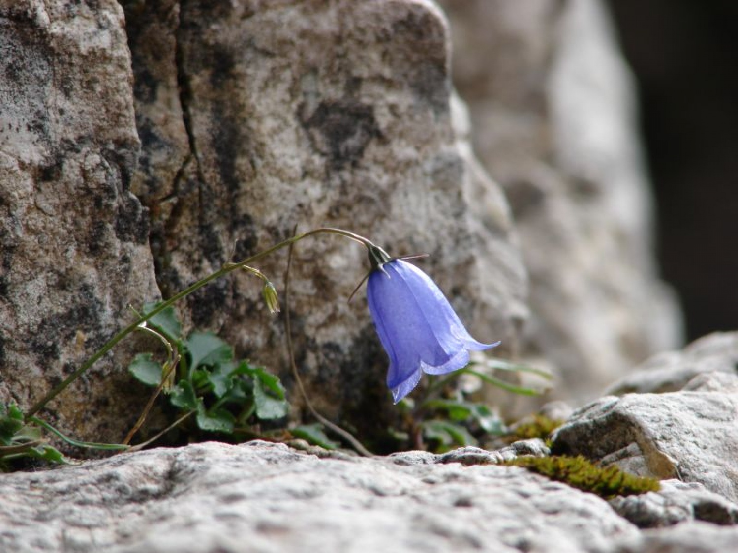 sredi kamnov spet cvetijo rože