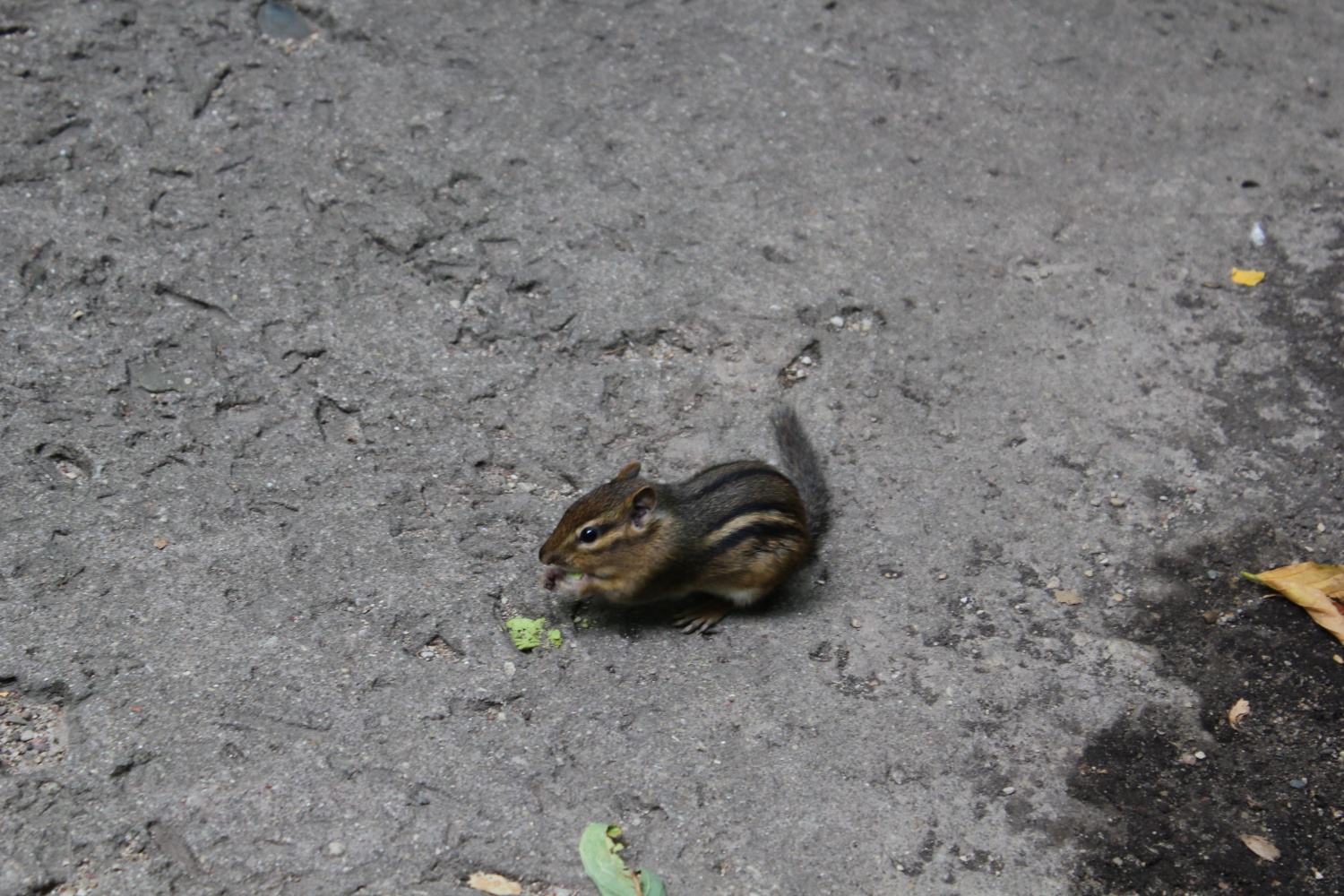 600 različnih rutk v Chicagu