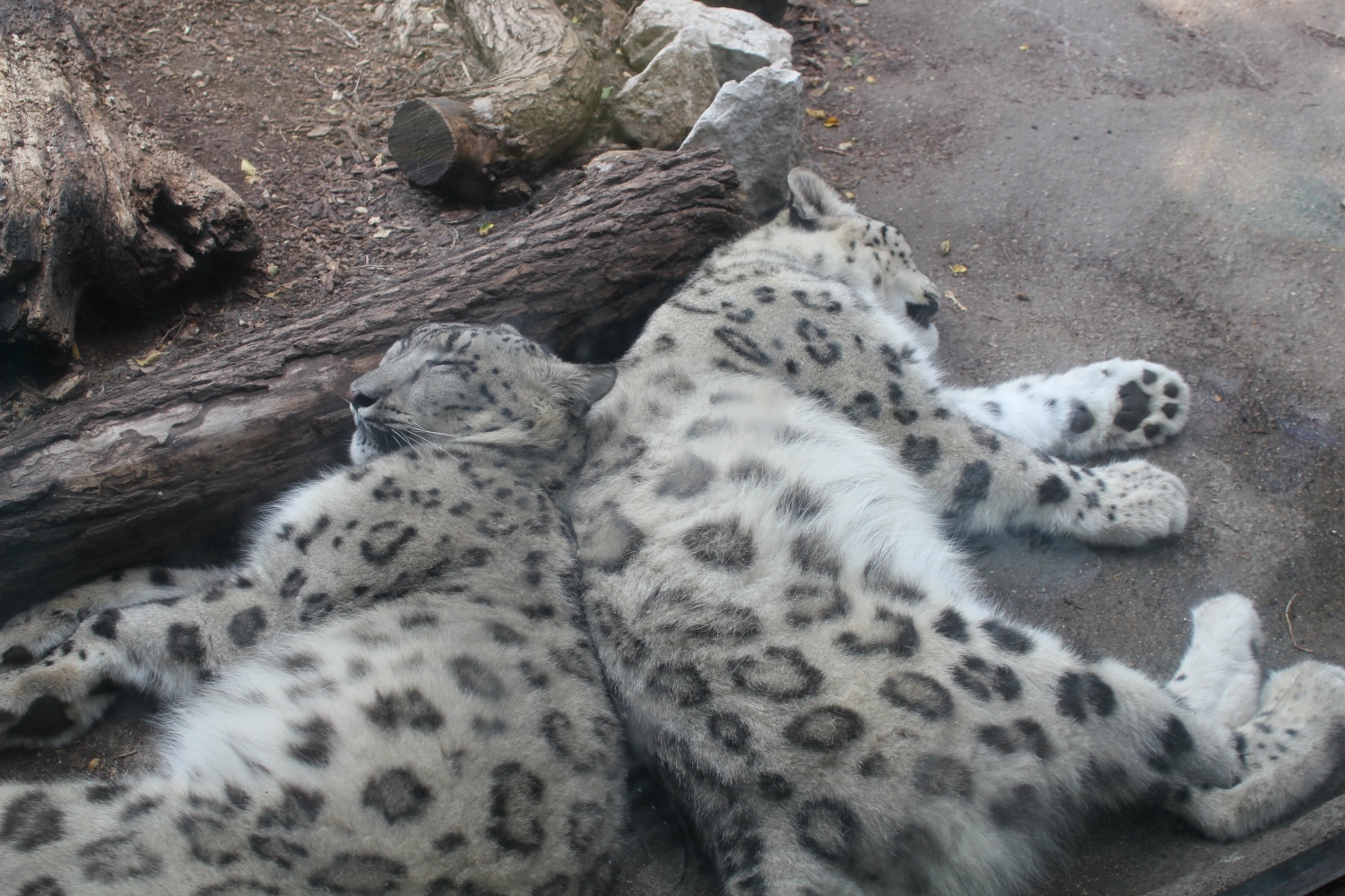 600 različnih rutk v Chicagu