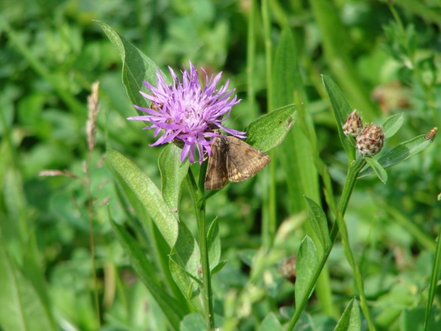 srečanje na Golovcu