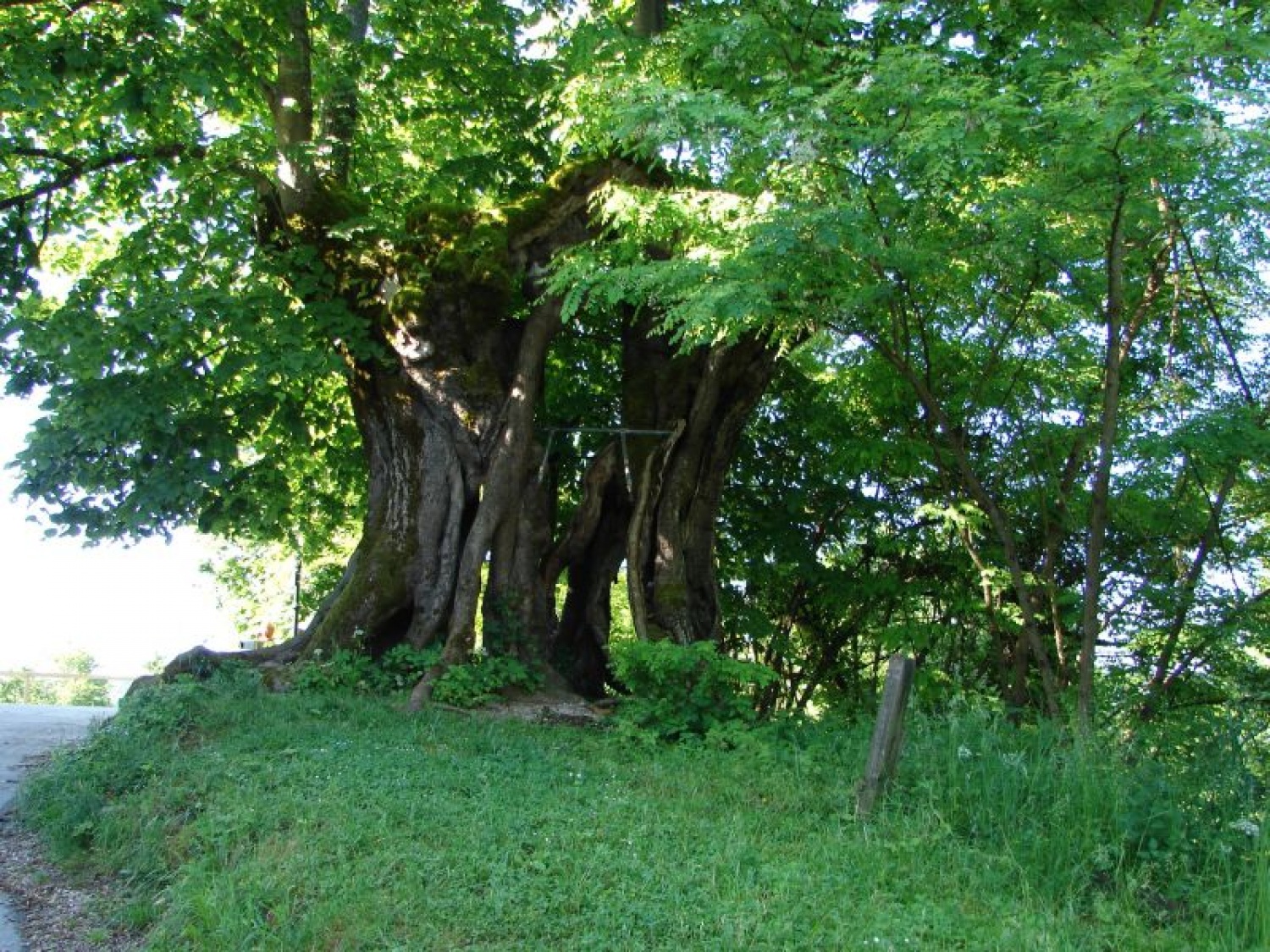 Sozvočje narave, kulture, Trubarja in skavtov