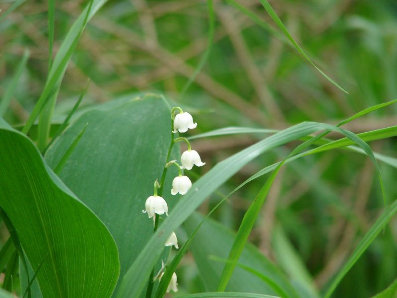 Sozvočje narave, kulture, Trubarja in skavtov