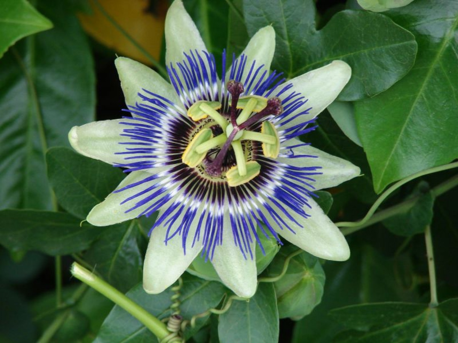 "POT PRIJATELJSTVA IN ZDRAVJA"....