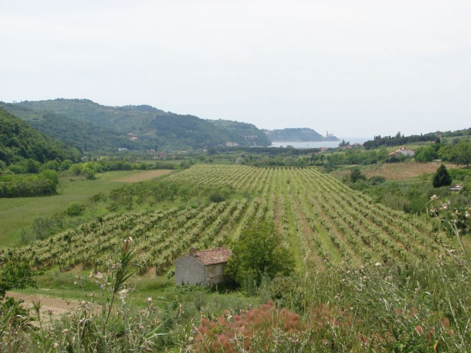 "POT PRIJATELJSTVA IN ZDRAVJA"....