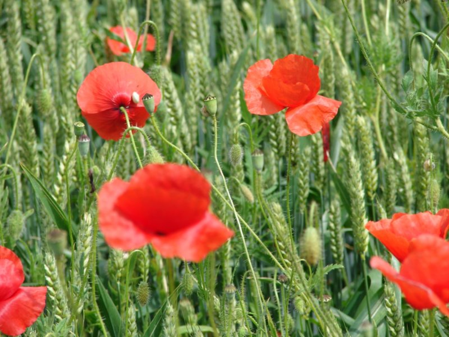 "POT PRIJATELJSTVA IN ZDRAVJA"....