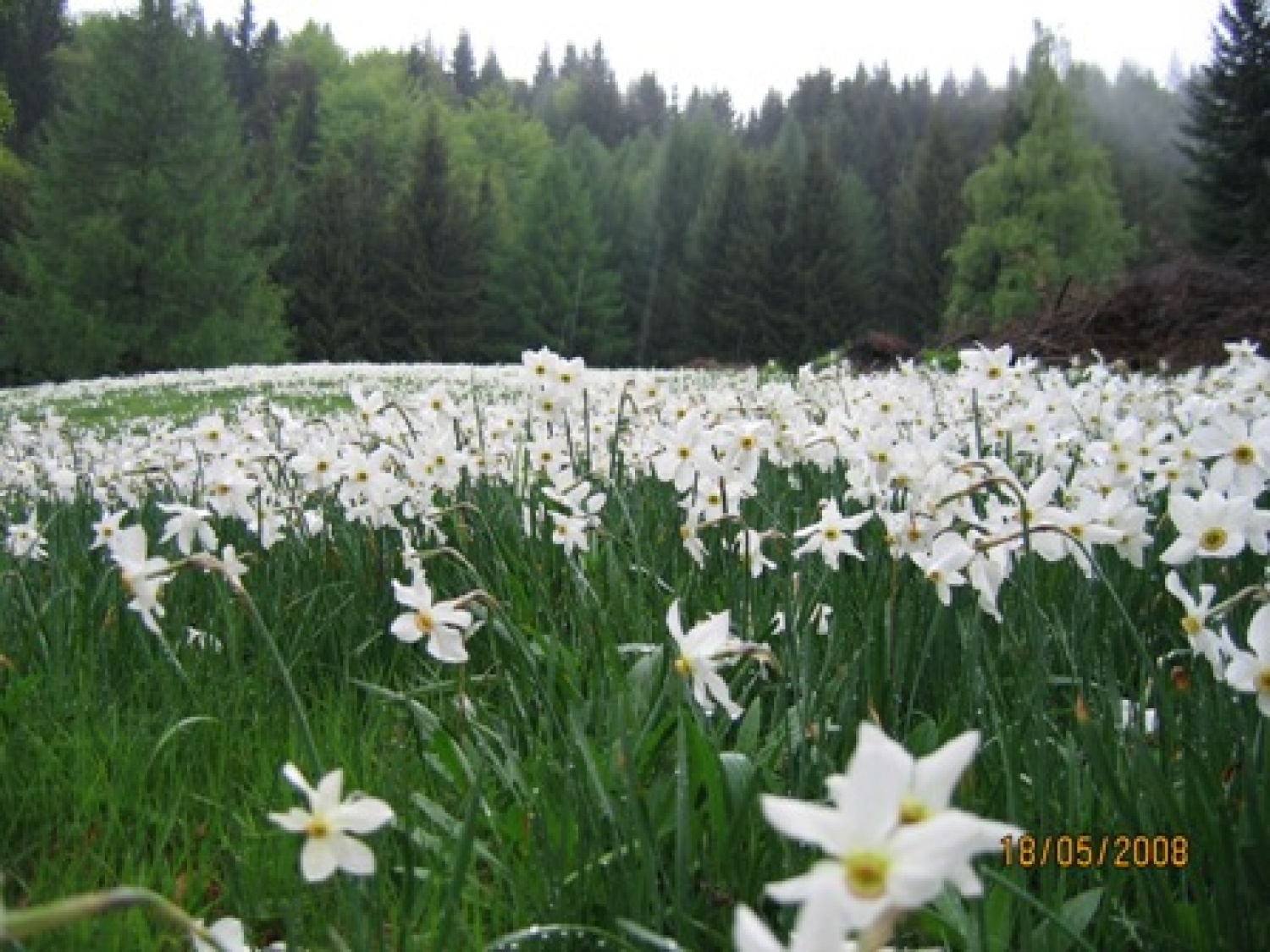 Narcise ali klučavnice krase pobočja Golice