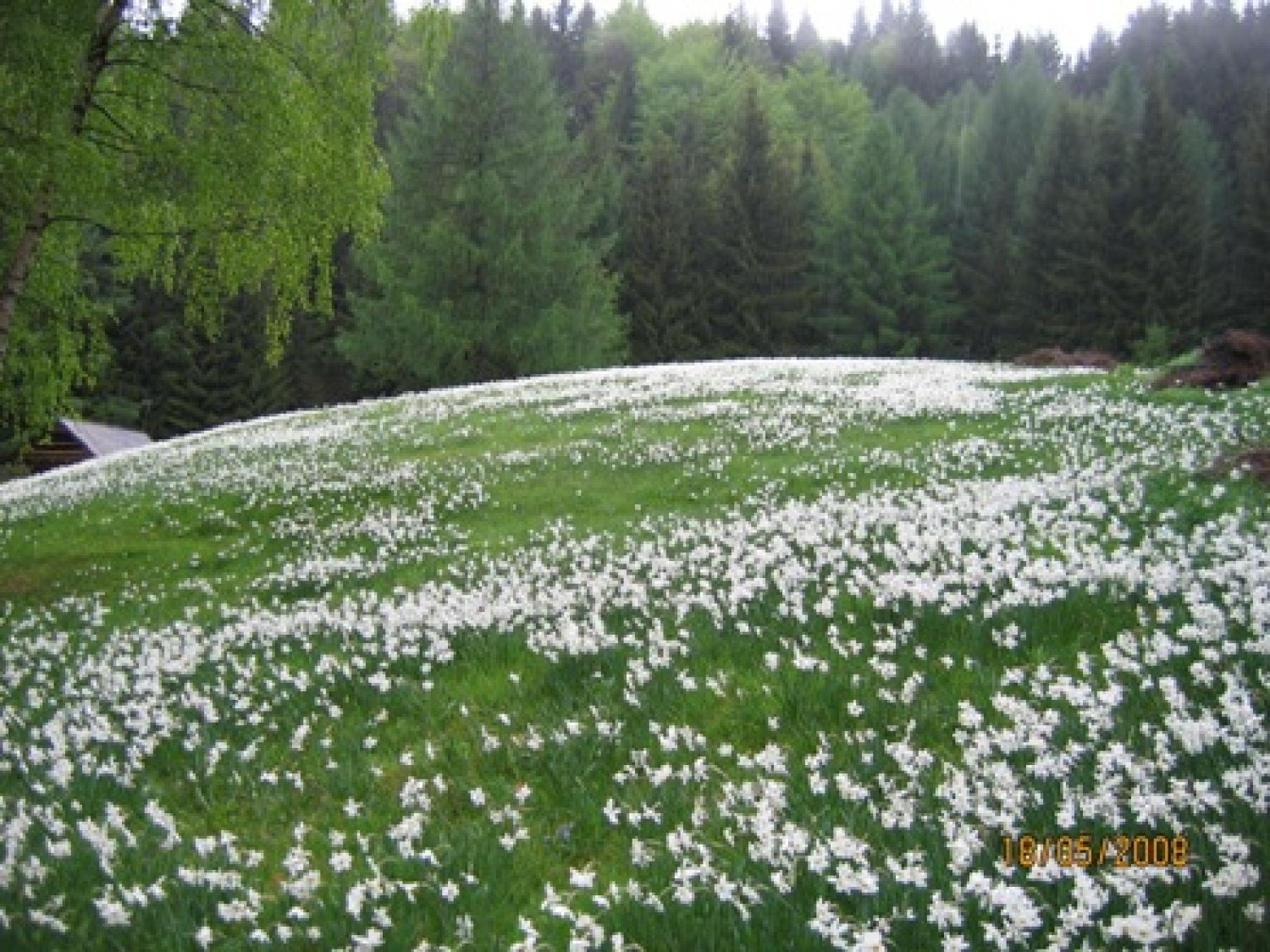 Narcise ali klučavnice krase pobočja Golice