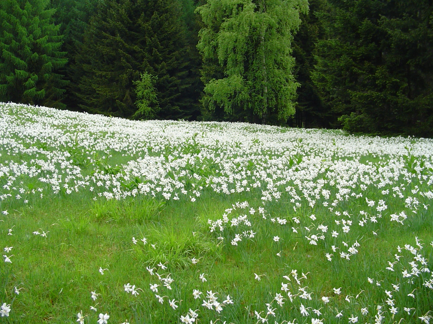 Narcise ali klučavnice krase pobočja Golice