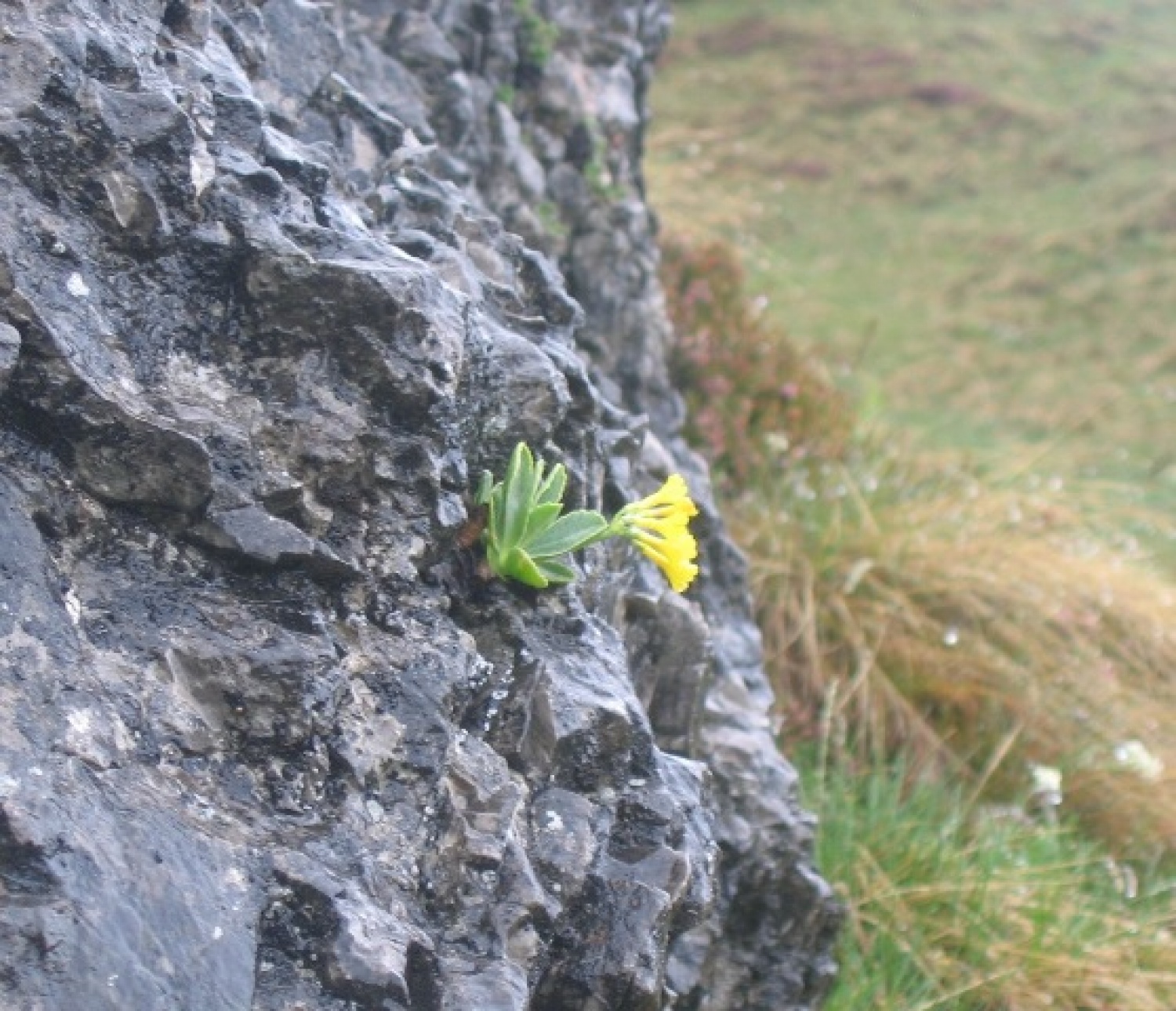 Narcise ali klučavnice krase pobočja Golice