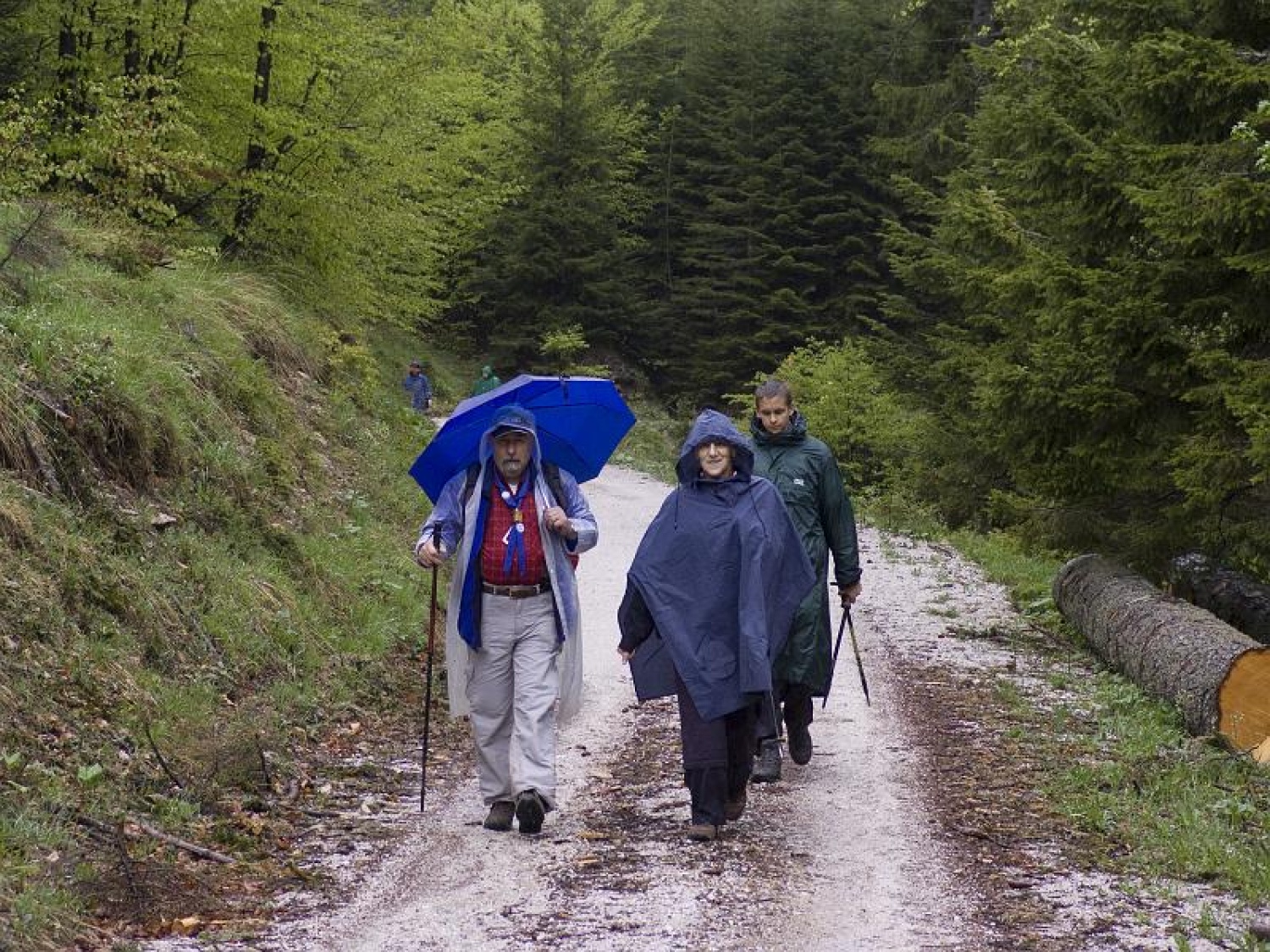 Narcise ali klučavnice krase pobočja Golice