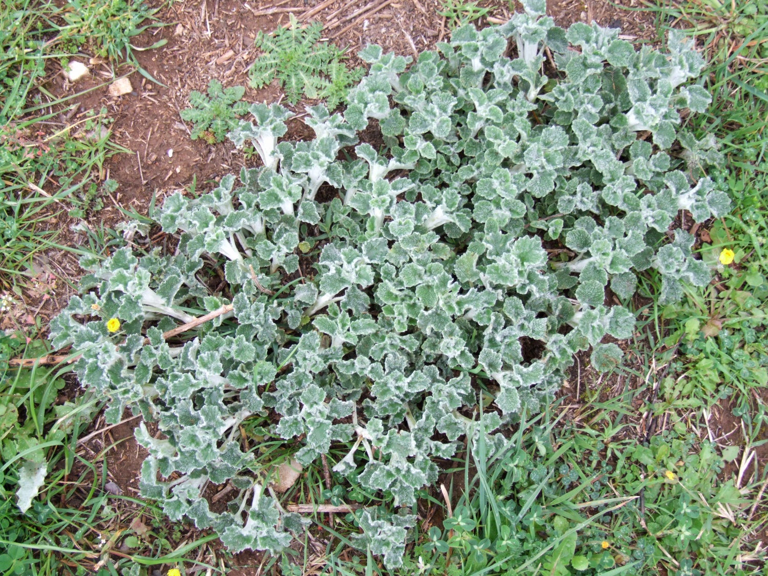 Tako pa jaz slavim Boga