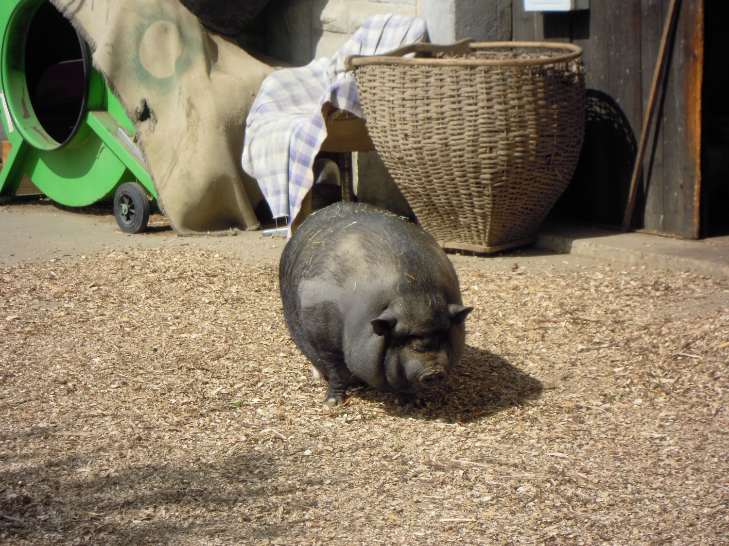 Še en opazovalec dogajanja