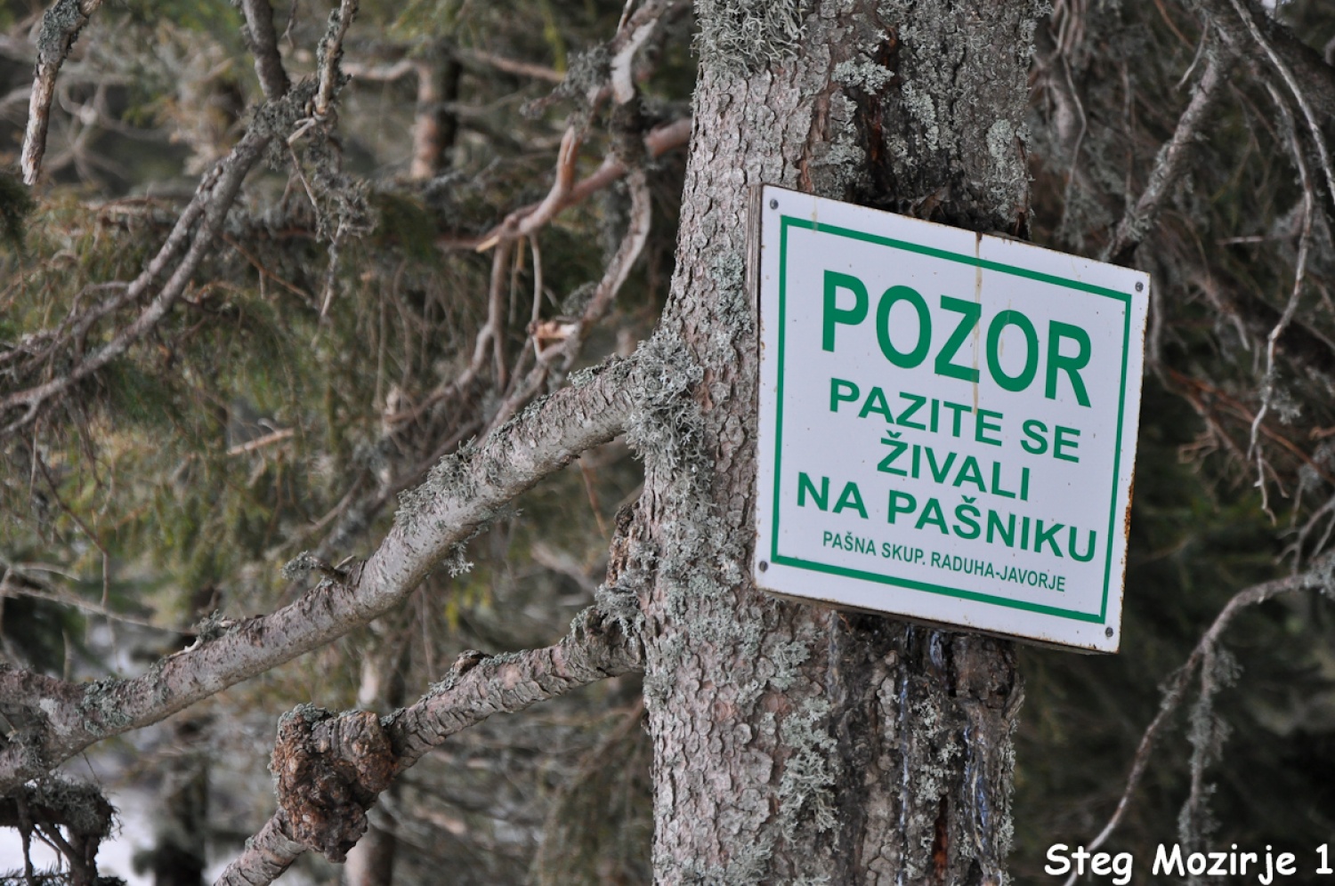 Beli jelen se nam je tudi tokrat izmuznil (FOTO)