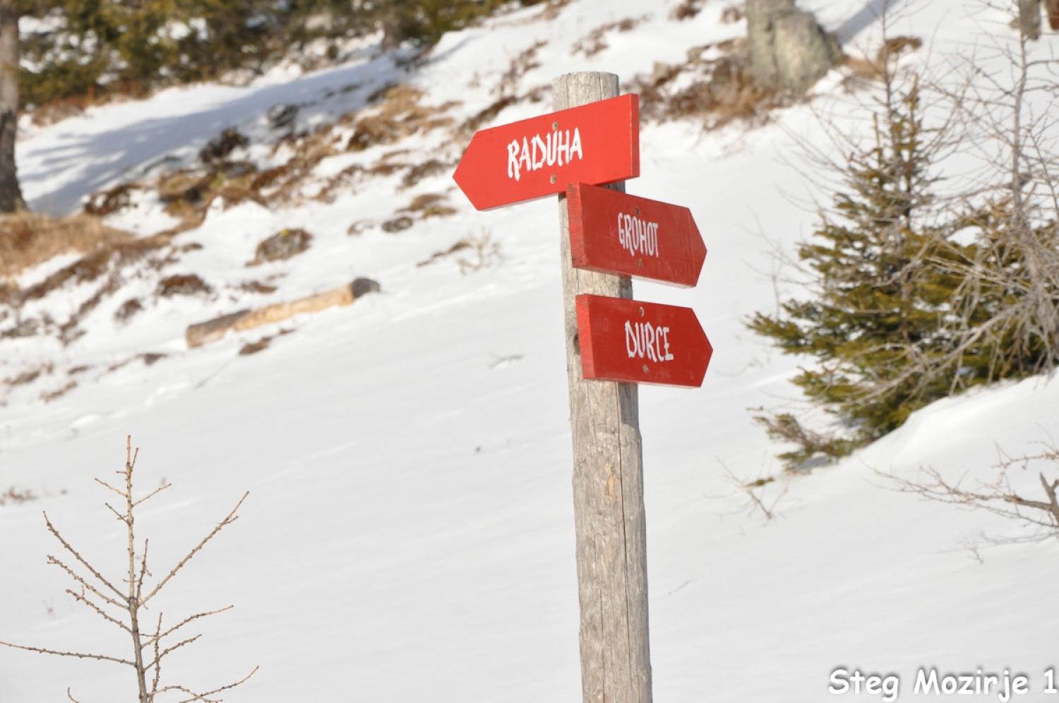 Beli jelen se nam je tudi tokrat izmuznil (FOTO)