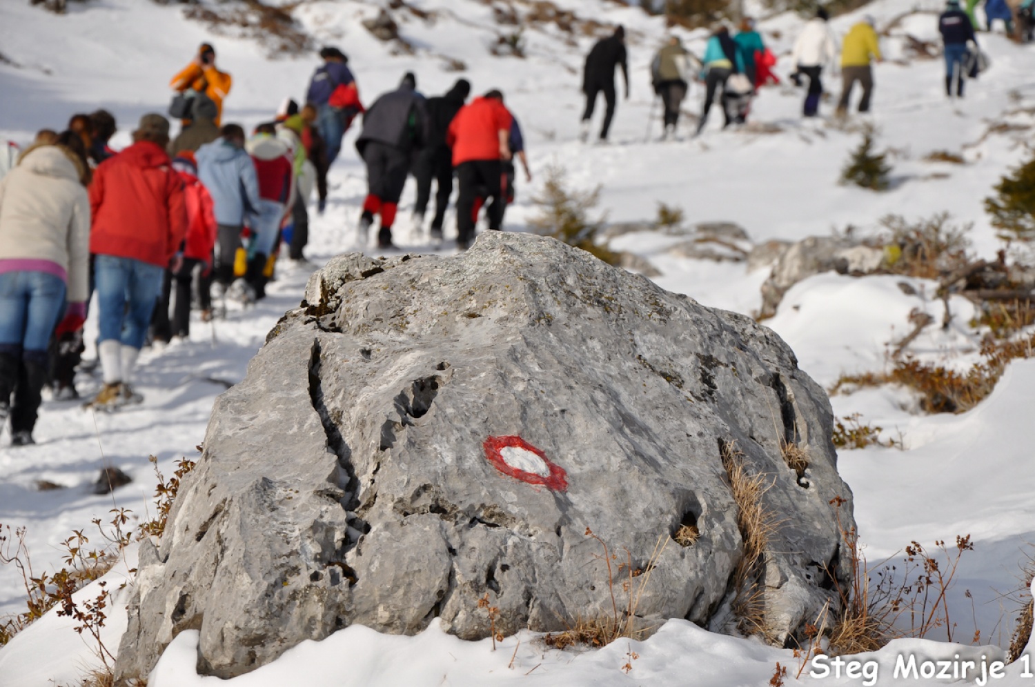 Beli jelen se nam je tudi tokrat izmuznil (FOTO)