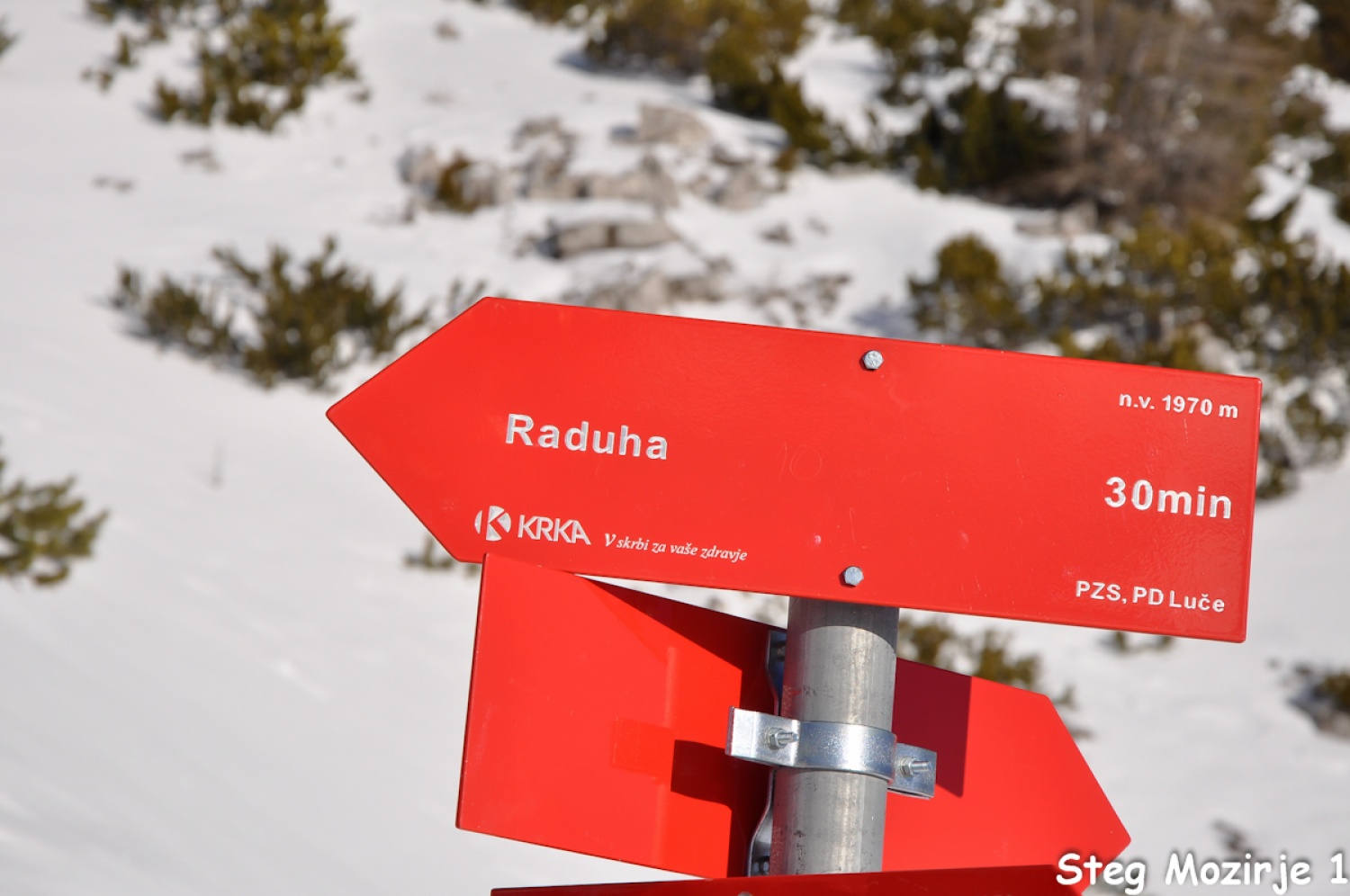 Beli jelen se nam je tudi tokrat izmuznil (FOTO)