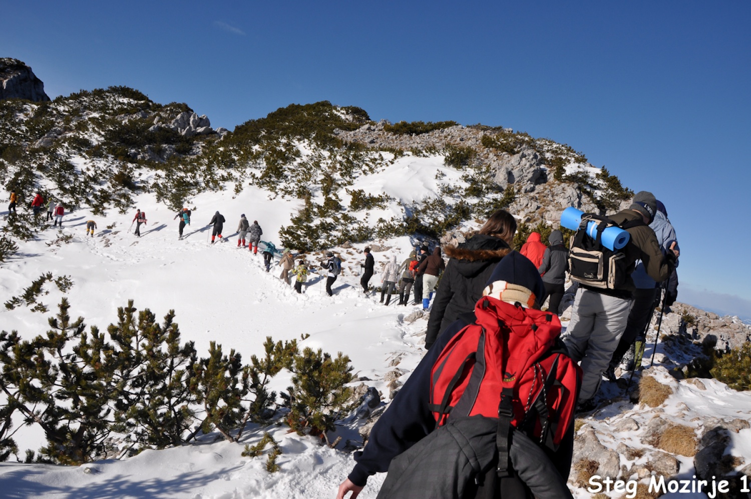 Beli jelen se nam je tudi tokrat izmuznil (FOTO)