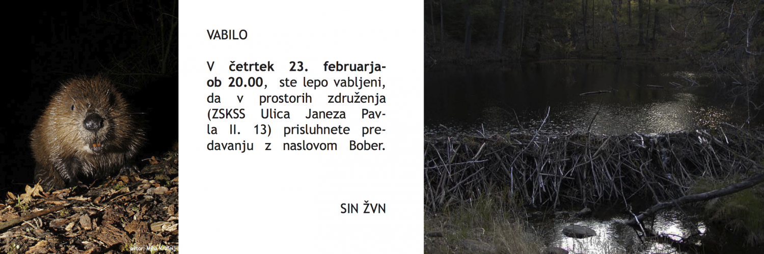 Ali ste vedeli, da je bober pri nas izumrl?