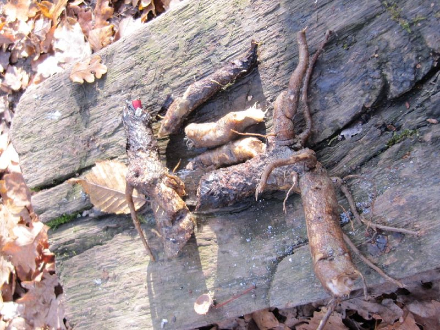 Izobraževalni vikend inštruktorjev ŽvN