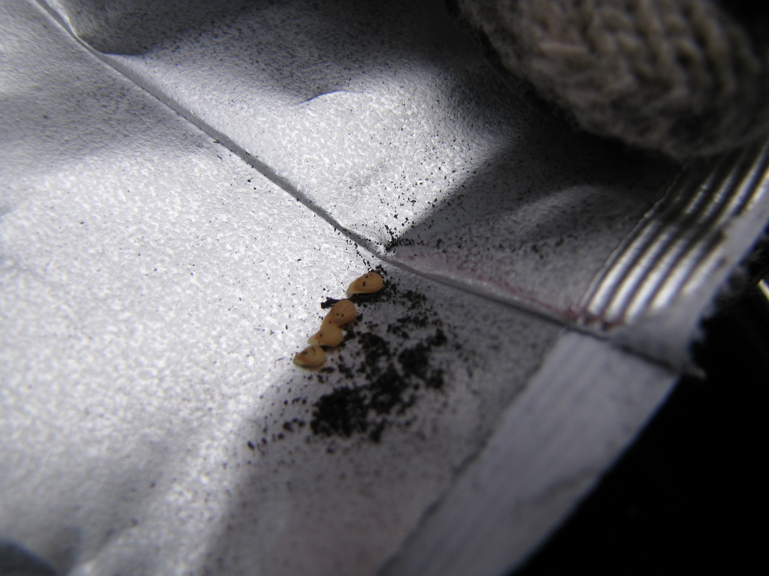 4 bodoči paradižniki