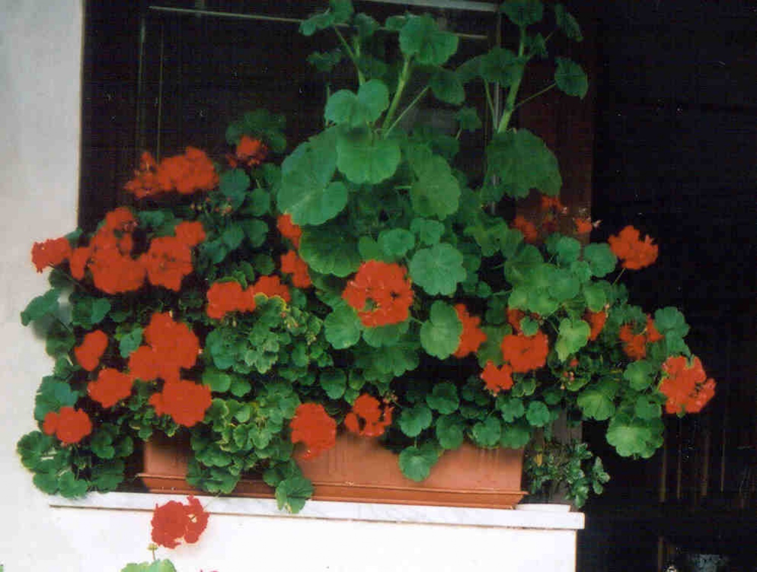 Cvetijo brez metadona