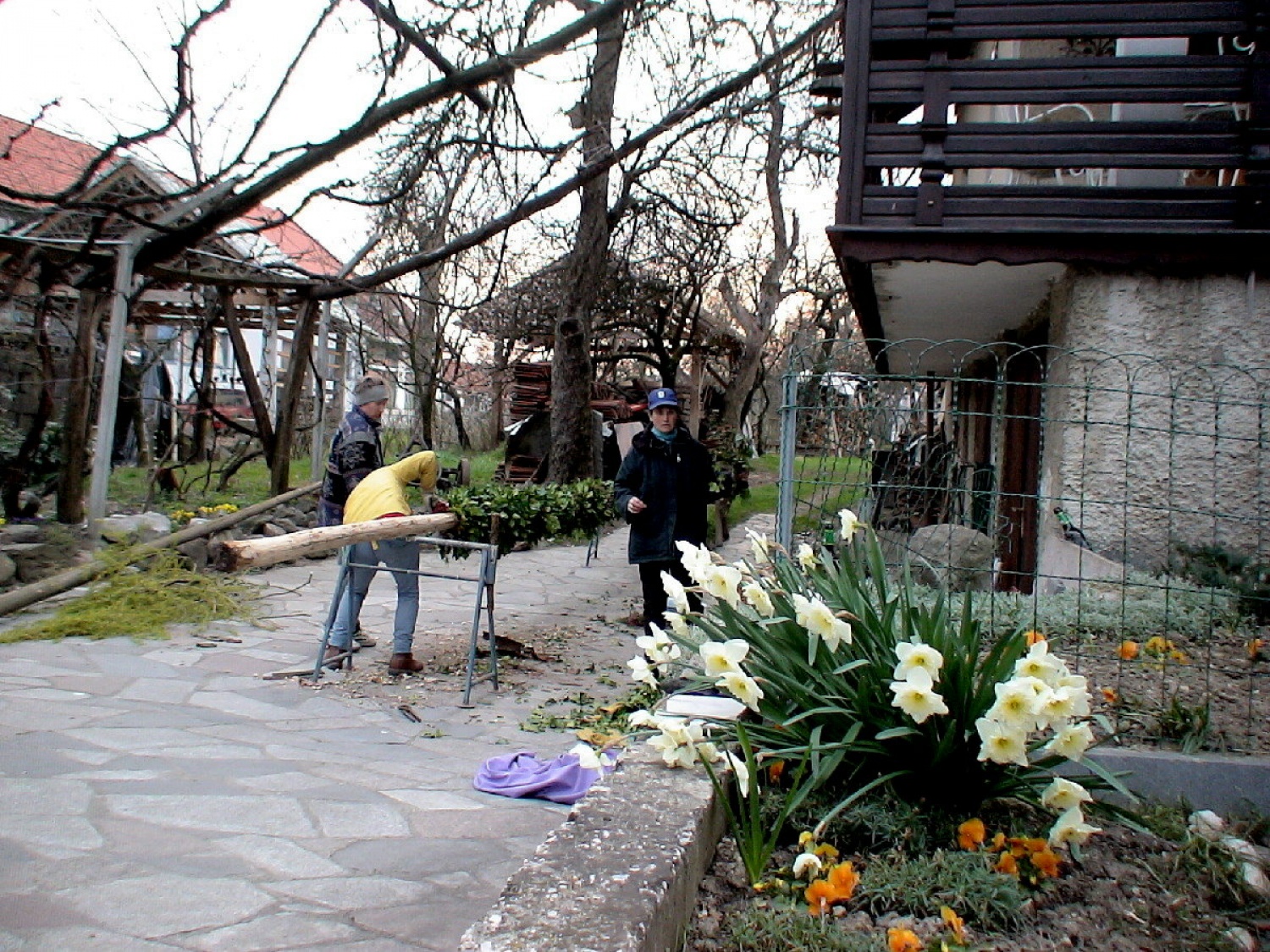 PLETENJE  VRBOVE KRONE