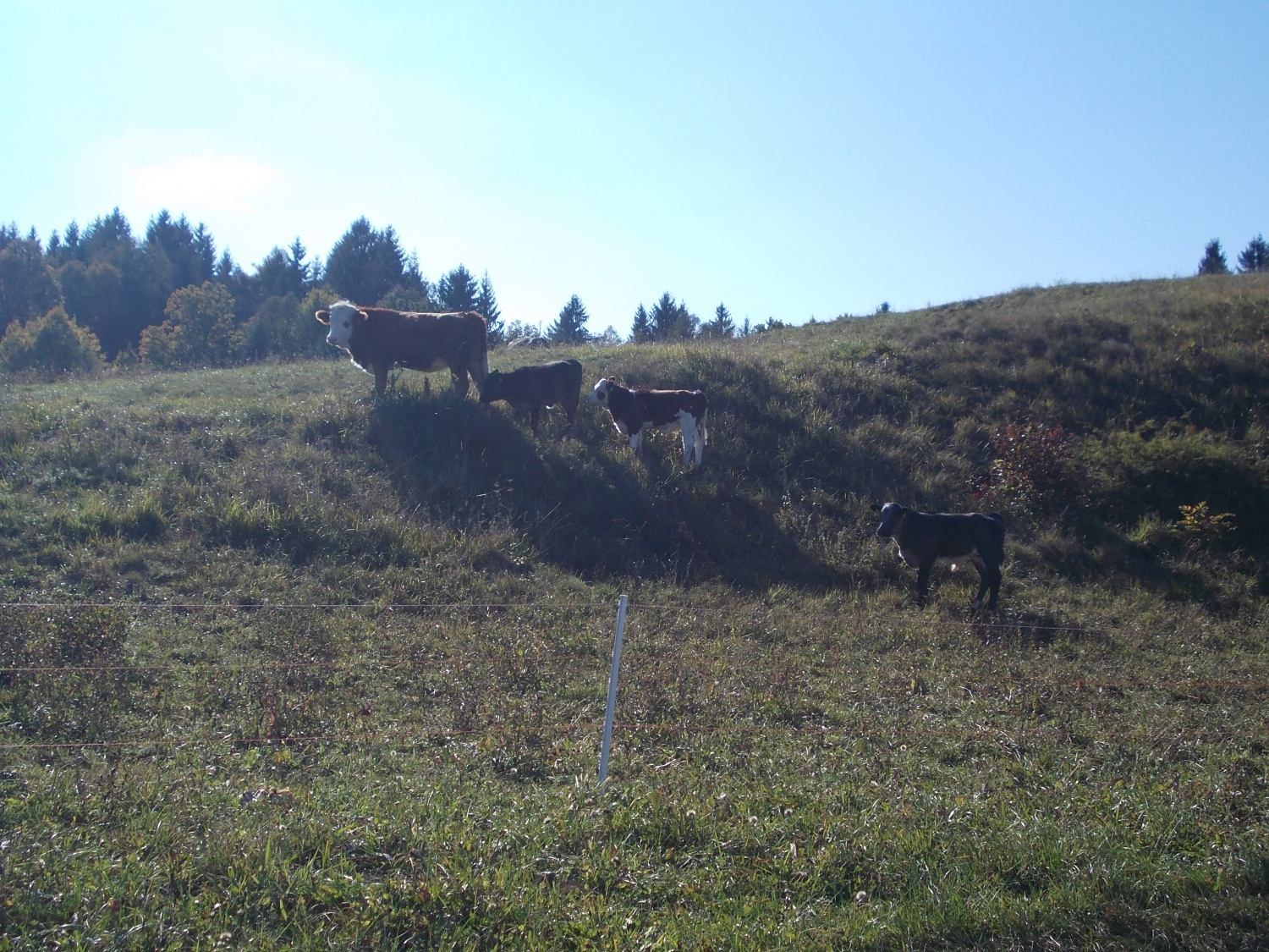 Jakec zopet navdušuje (VIDEO)