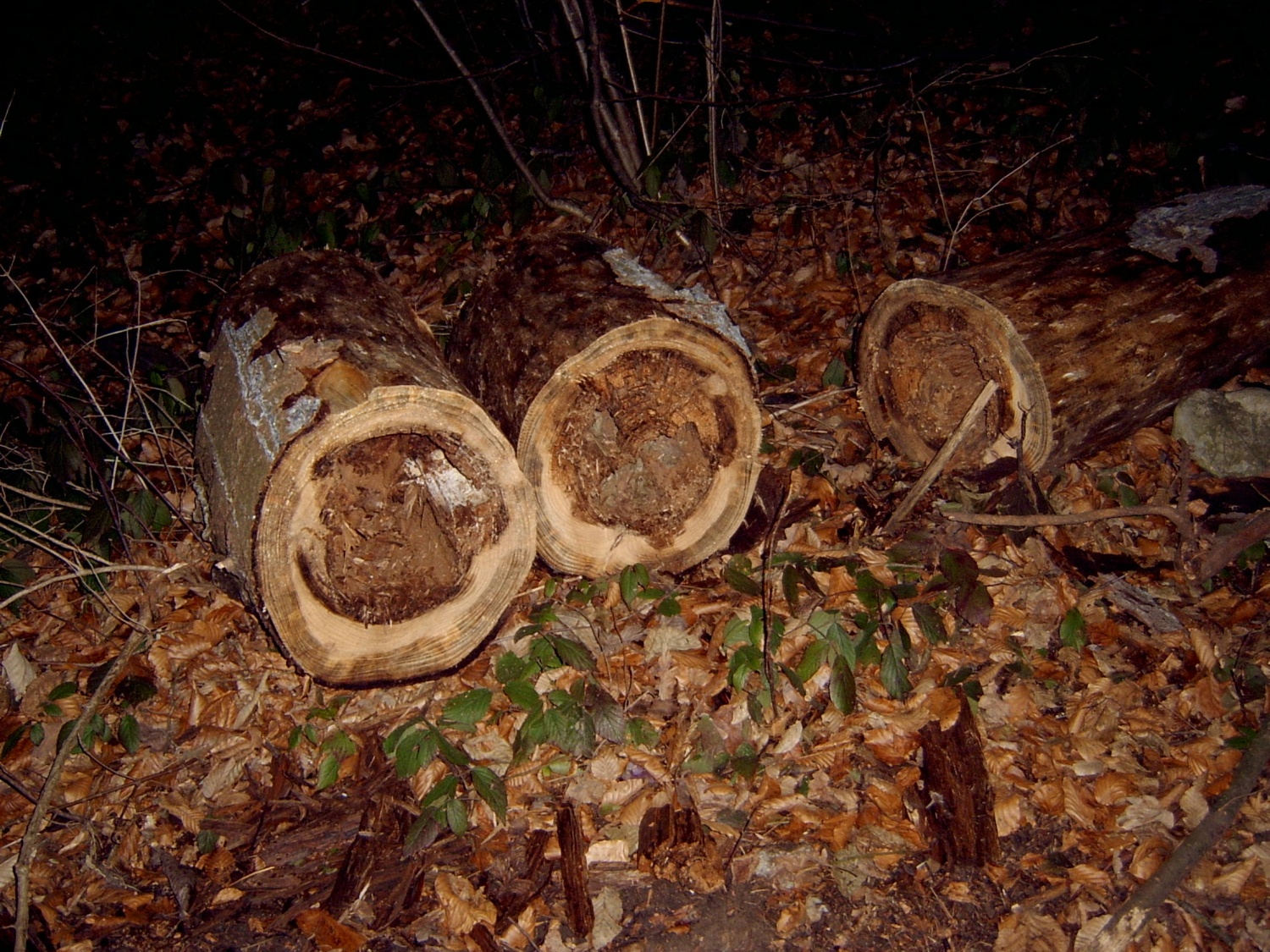 HOJA DO VRHA IN NA VRHU