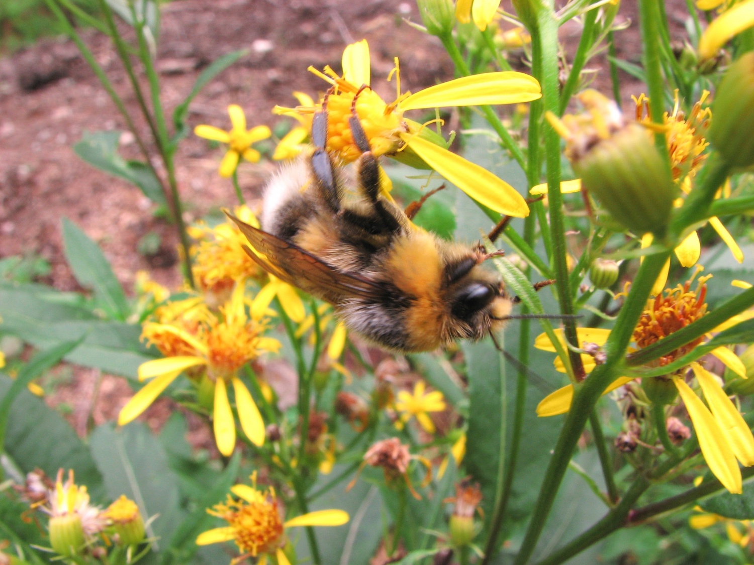 Srečanje Treh dežel