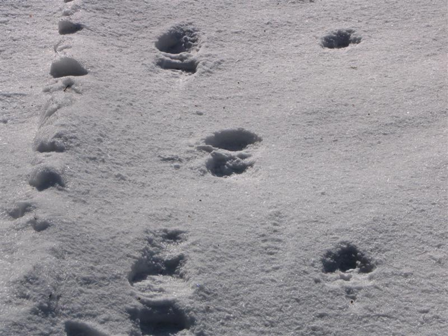 Sneg se večinoma ne udira (85 kg)