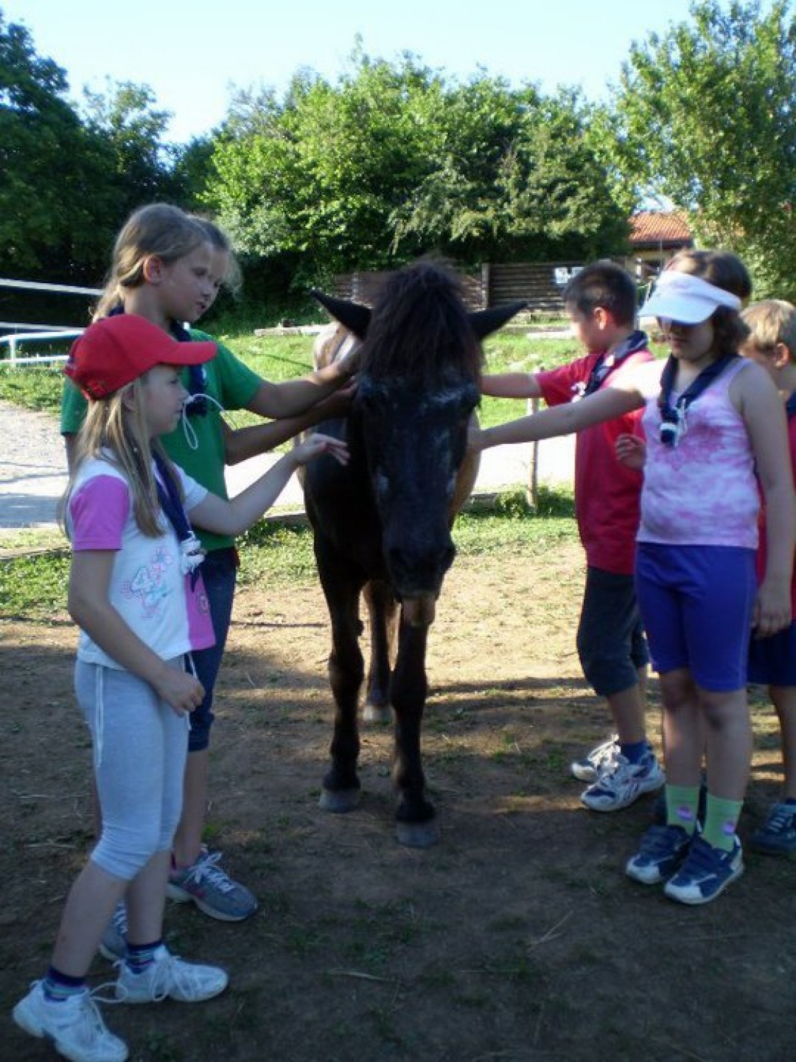 Pri Islandskih konjih