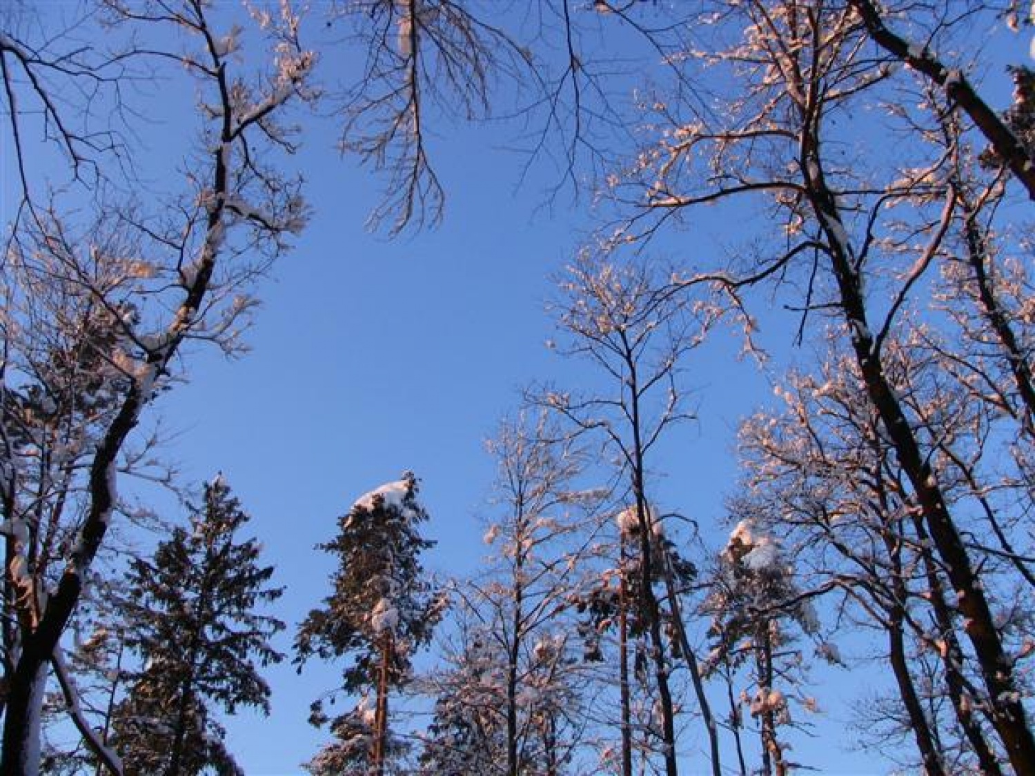 Ali bomo znali ohraniti gozd?