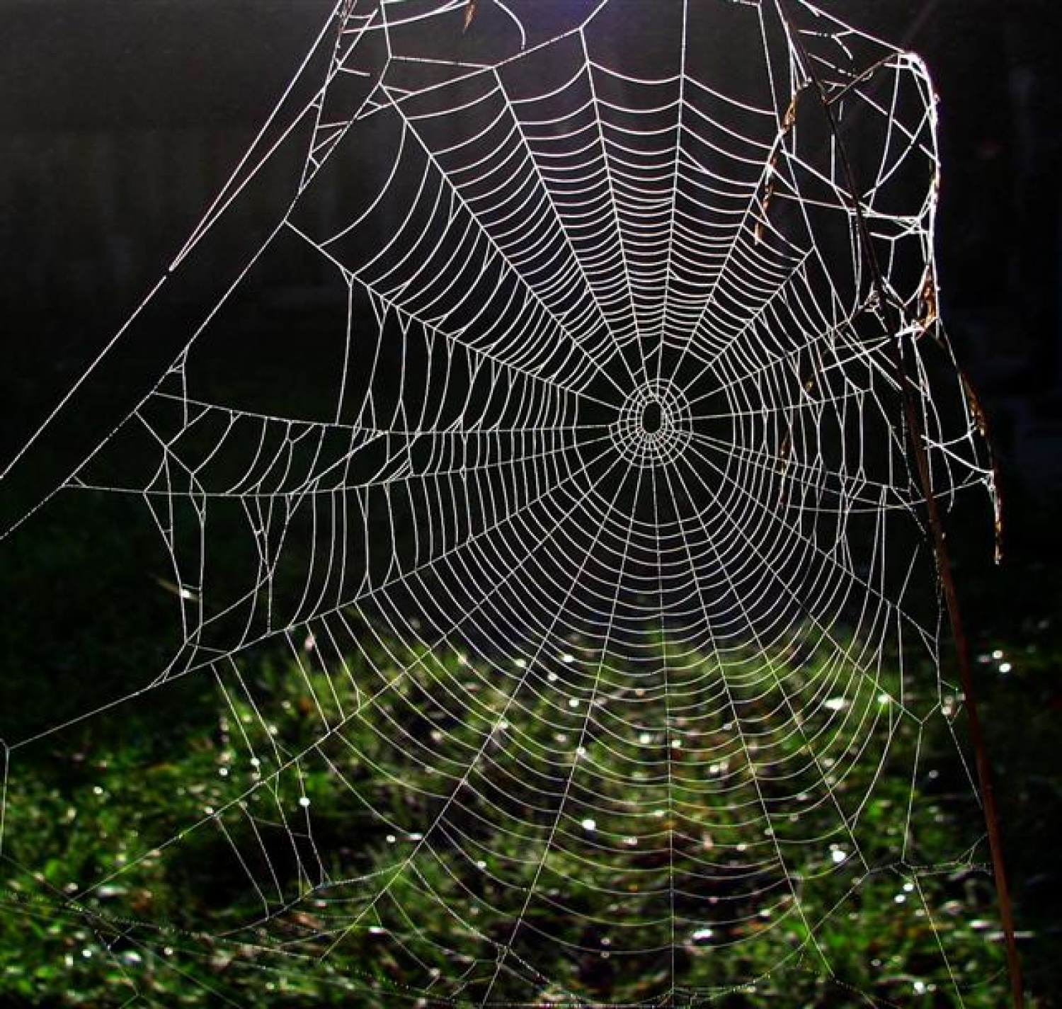 Odrasli skavti smo v vizijo zapisali "mrženje" posameznikov, skupin, držav...