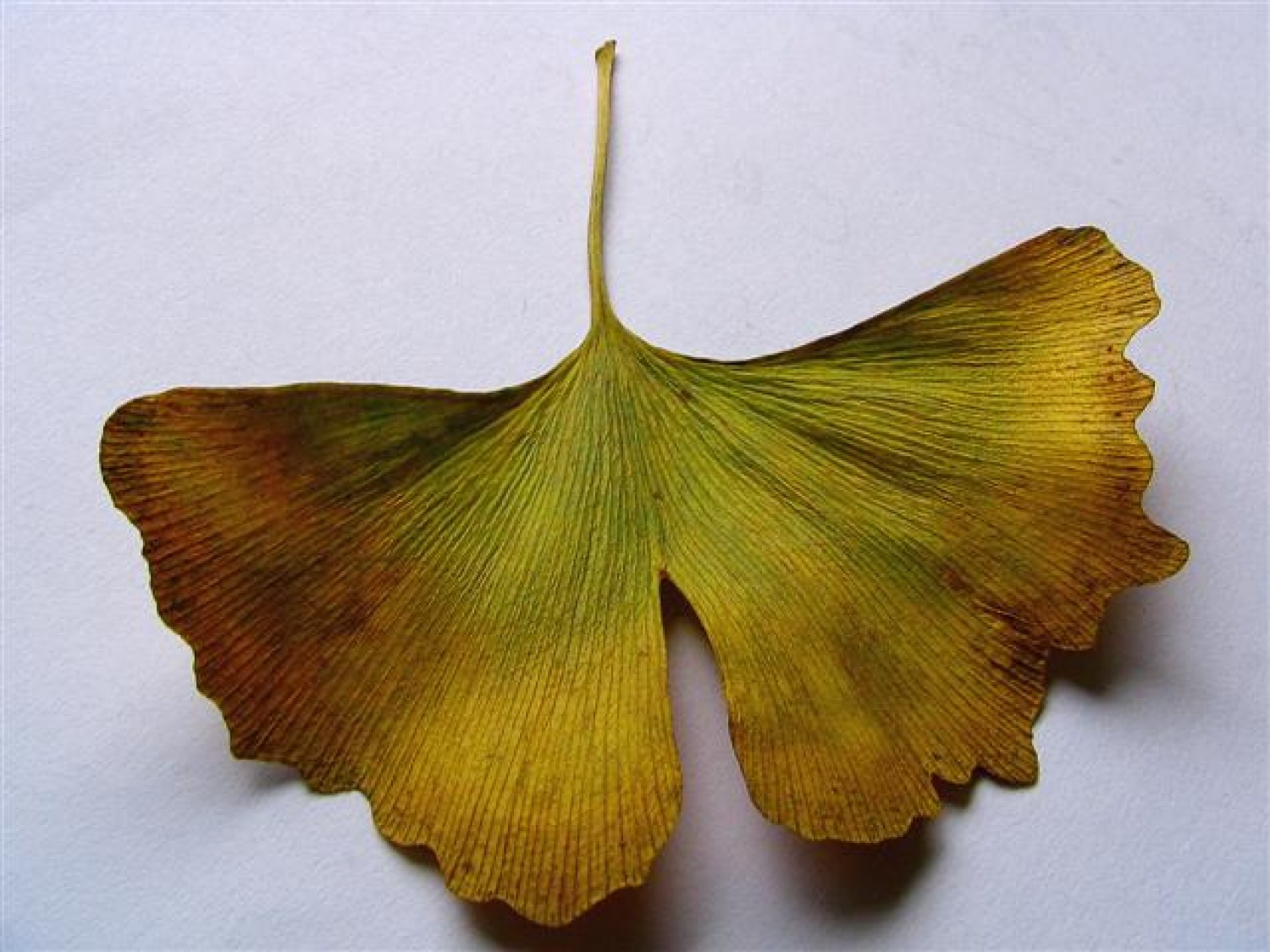 List ginkovca - dinozavra v rastlinskem svetu