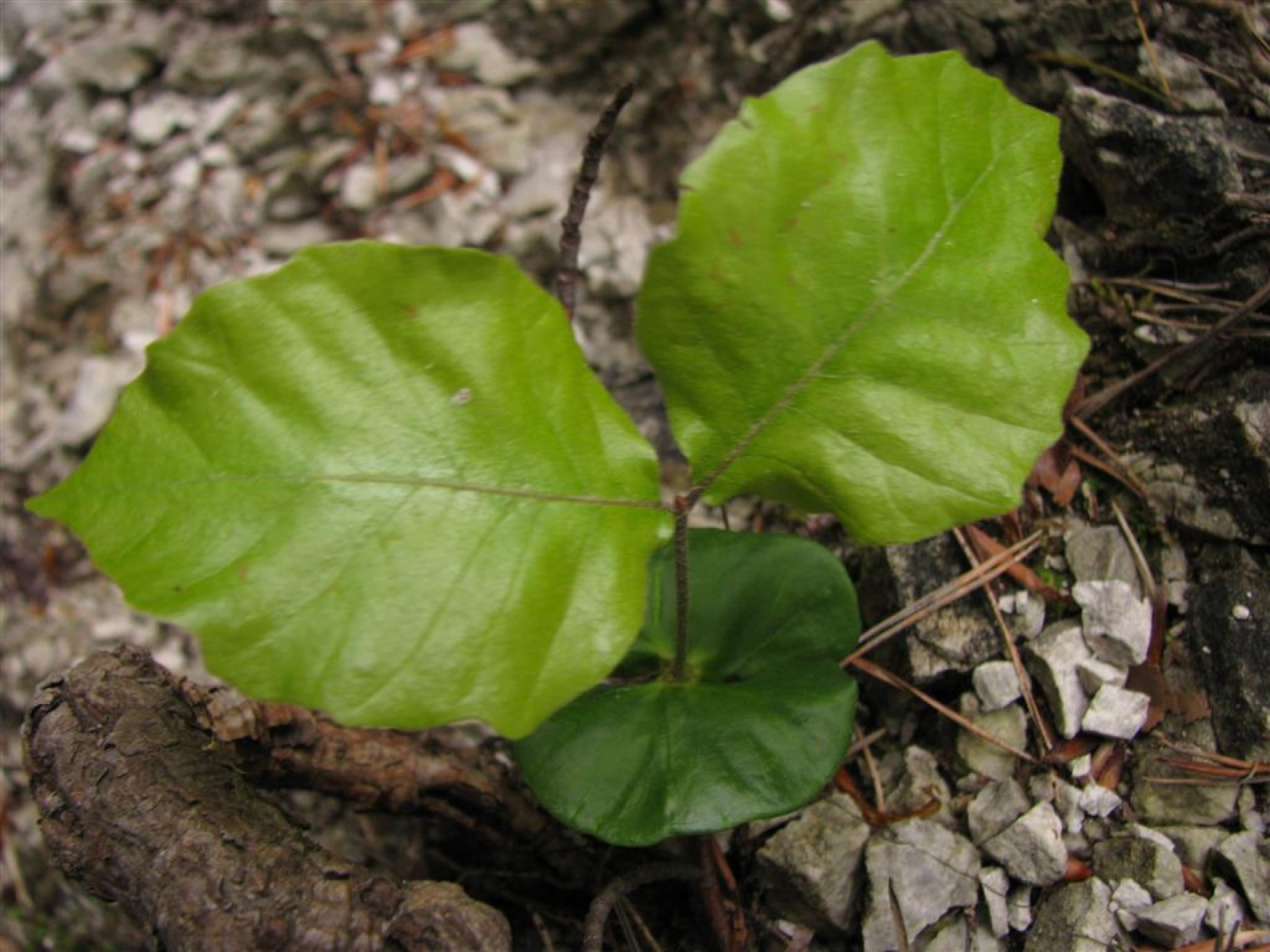 Tri bratovščine, dva vrhunska strokovnjaka ter četica odraslih in otrok. Vsi zaljubljeni v gozd smo spoznavali njegov pomen, njegove prebivalce, ga občutili in dojemali. Drugače. Hvala Tonetu Lesniku.