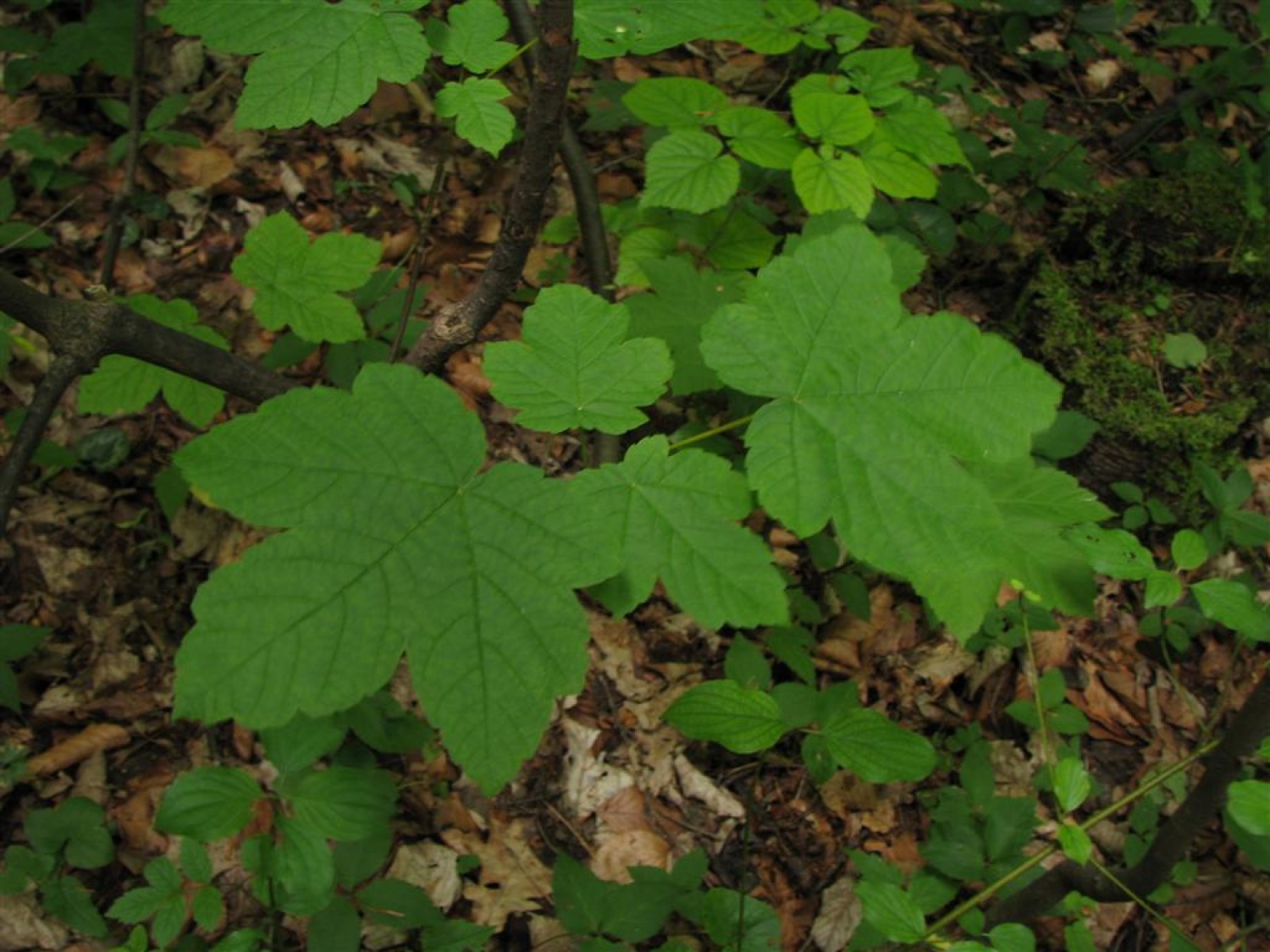 Tri bratovščine, dva vrhunska strokovnjaka ter četica odraslih in otrok. Vsi zaljubljeni v gozd smo spoznavali njegov pomen, njegove prebivalce, ga občutili in dojemali. Drugače. Hvala Tonetu Lesniku.