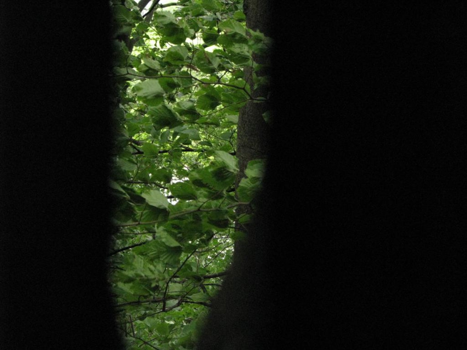 Tri bratovščine, dva vrhunska strokovnjaka ter četica odraslih in otrok. Vsi zaljubljeni v gozd smo spoznavali njegov pomen, njegove prebivalce, ga občutili in dojemali. Drugače. Hvala Tonetu Lesniku.