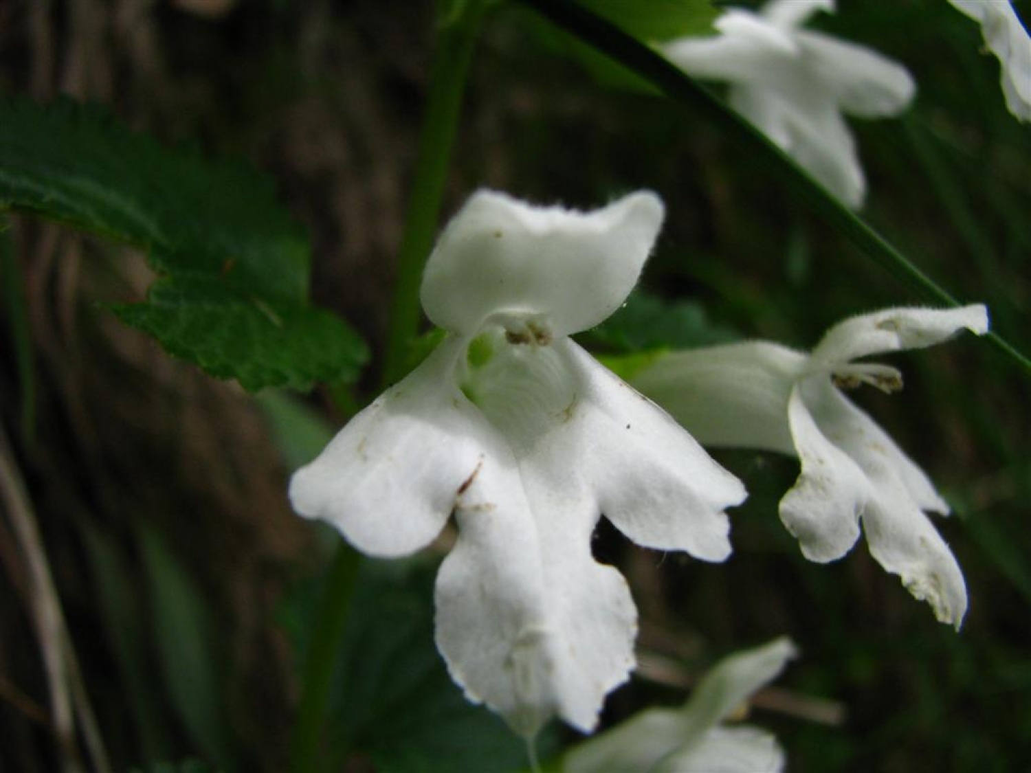 Tri bratovščine, dva vrhunska strokovnjaka ter četica odraslih in otrok. Vsi zaljubljeni v gozd smo spoznavali njegov pomen, njegove prebivalce, ga občutili in dojemali. Drugače. Hvala Tonetu Lesniku.