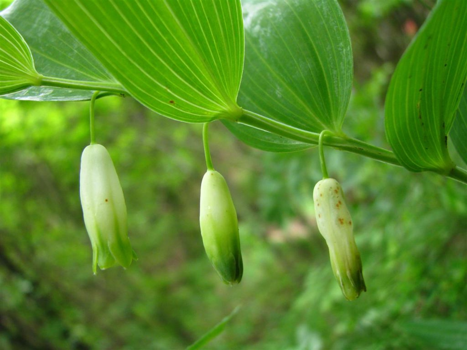Tri bratovščine, dva vrhunska strokovnjaka ter četica odraslih in otrok. Vsi zaljubljeni v gozd smo spoznavali njegov pomen, njegove prebivalce, ga občutili in dojemali. Drugače. Hvala Tonetu Lesniku.